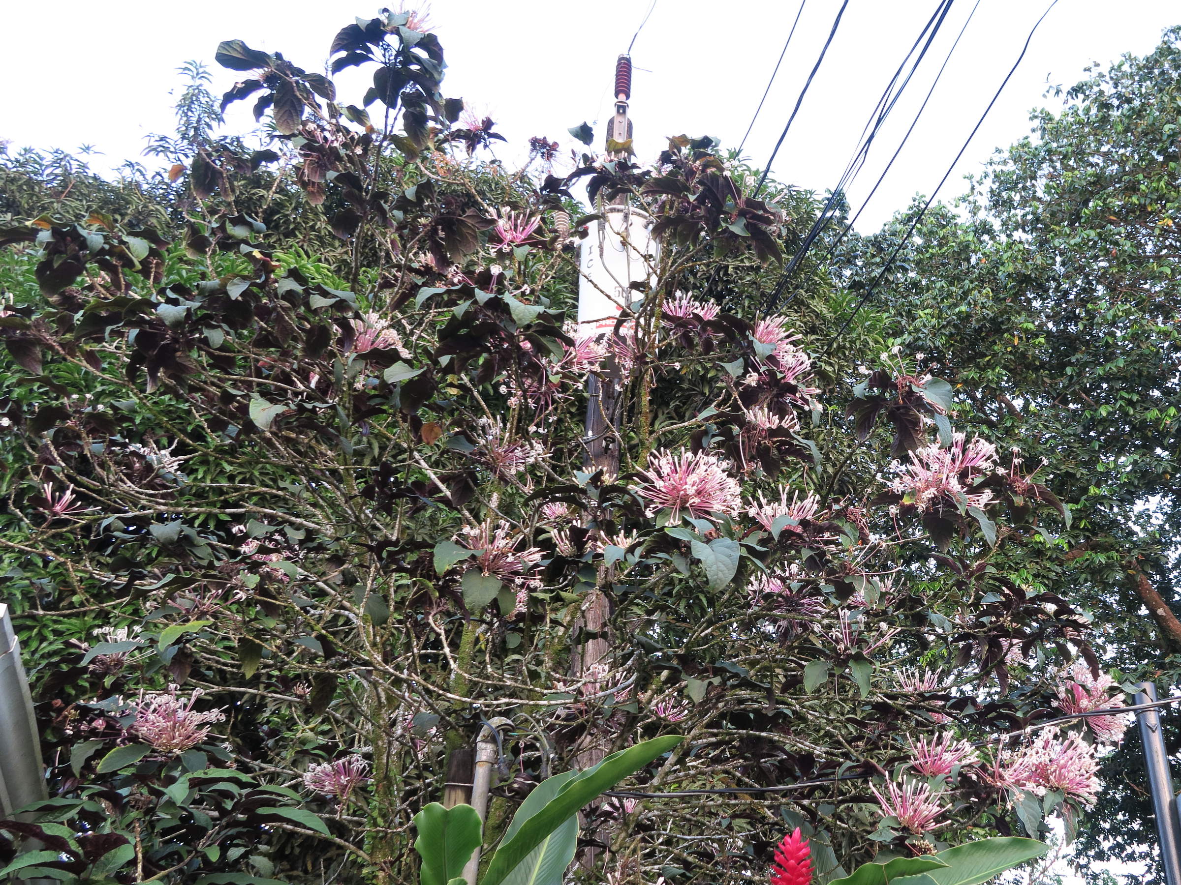 clerodendrum_quadriloculare3md