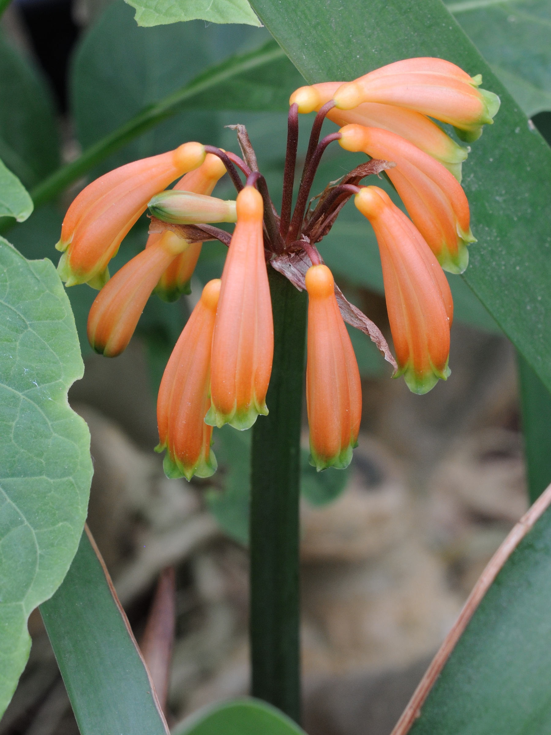 clivia_caulescens2md