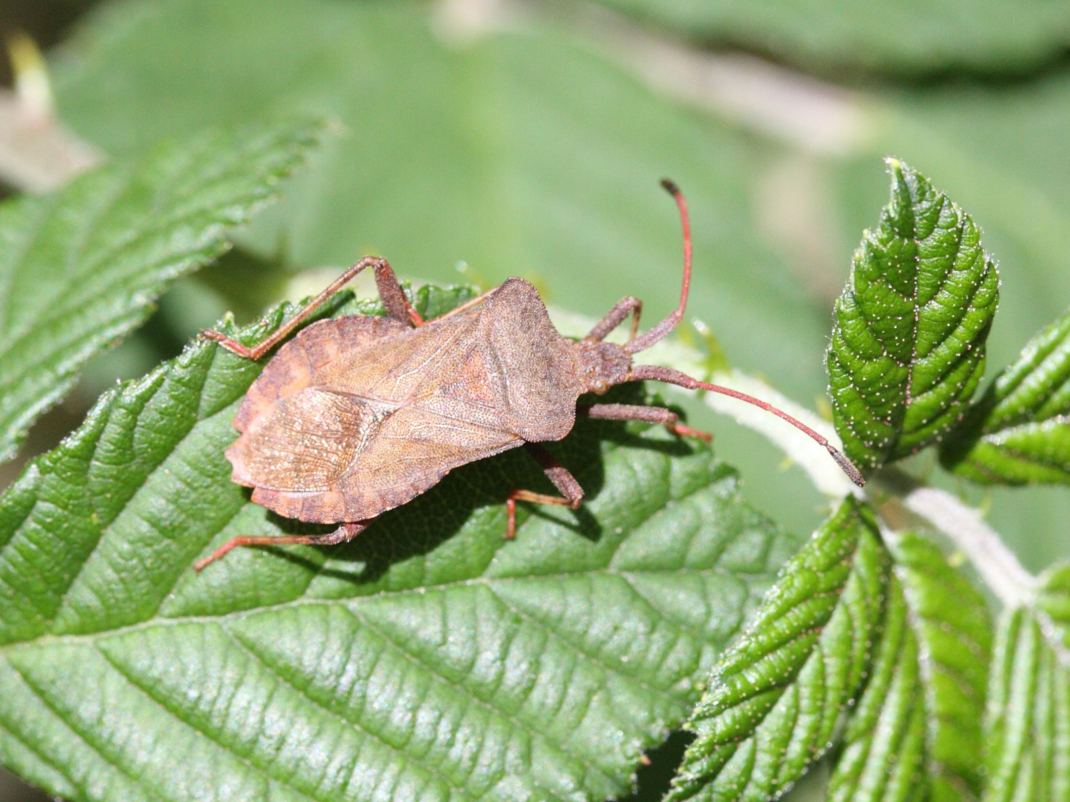 coreus_marginatus5md