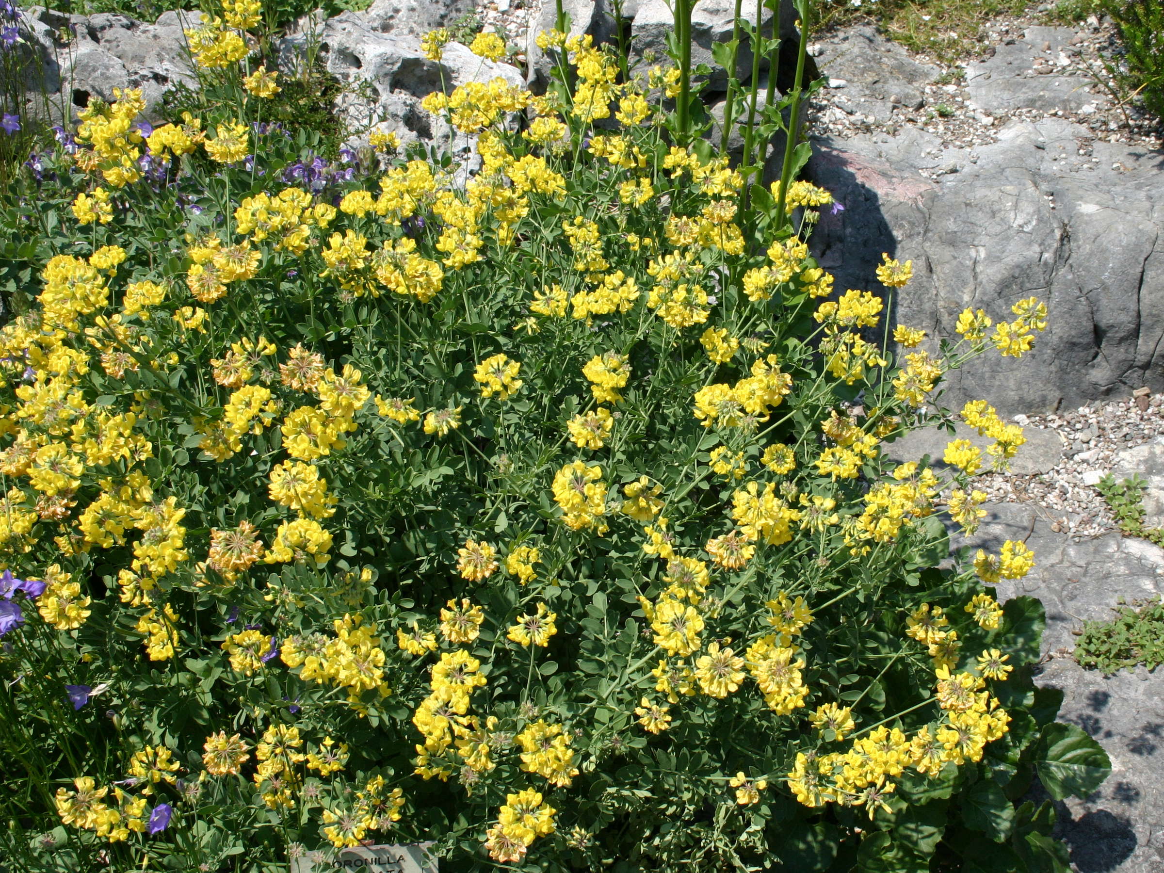 Afficher le média coronilla_coronata2sd coronilla_coronata2sd