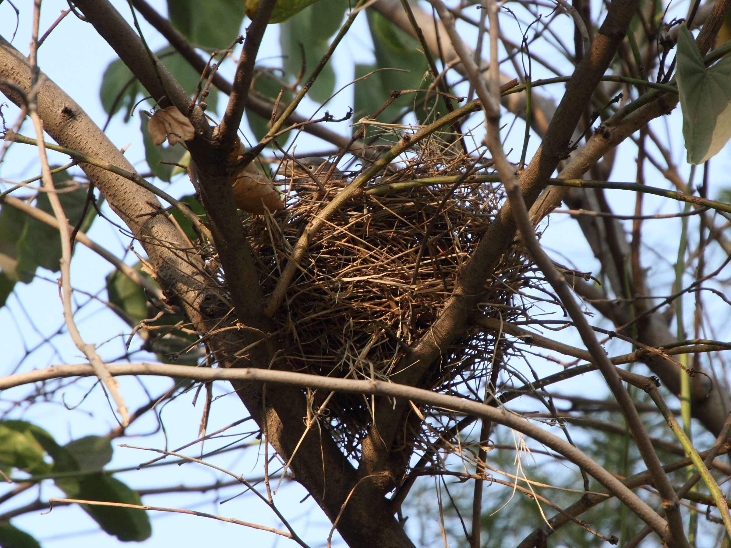 craterope_de_brousse_-_turdoides_striata_nid1md