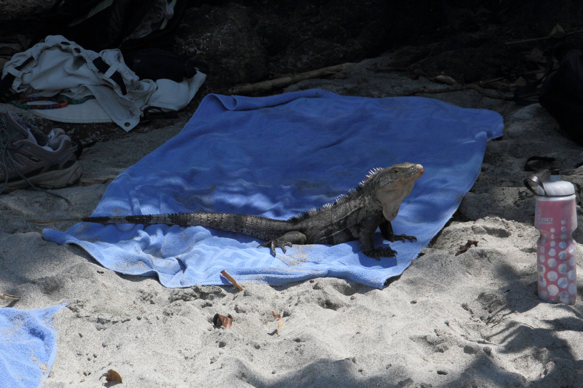 ctenosaura_similis1md