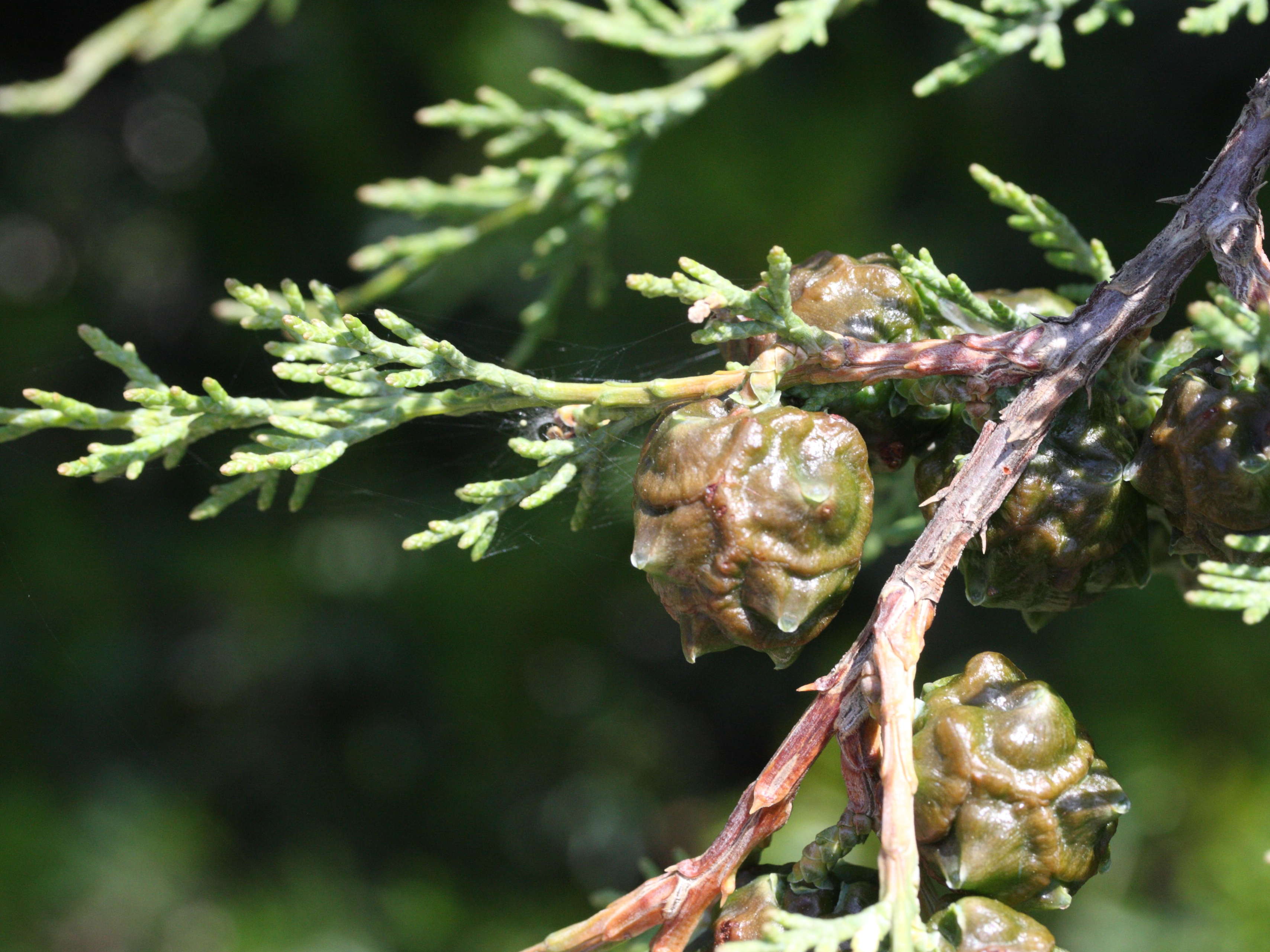 cupressus_sempervirens2md