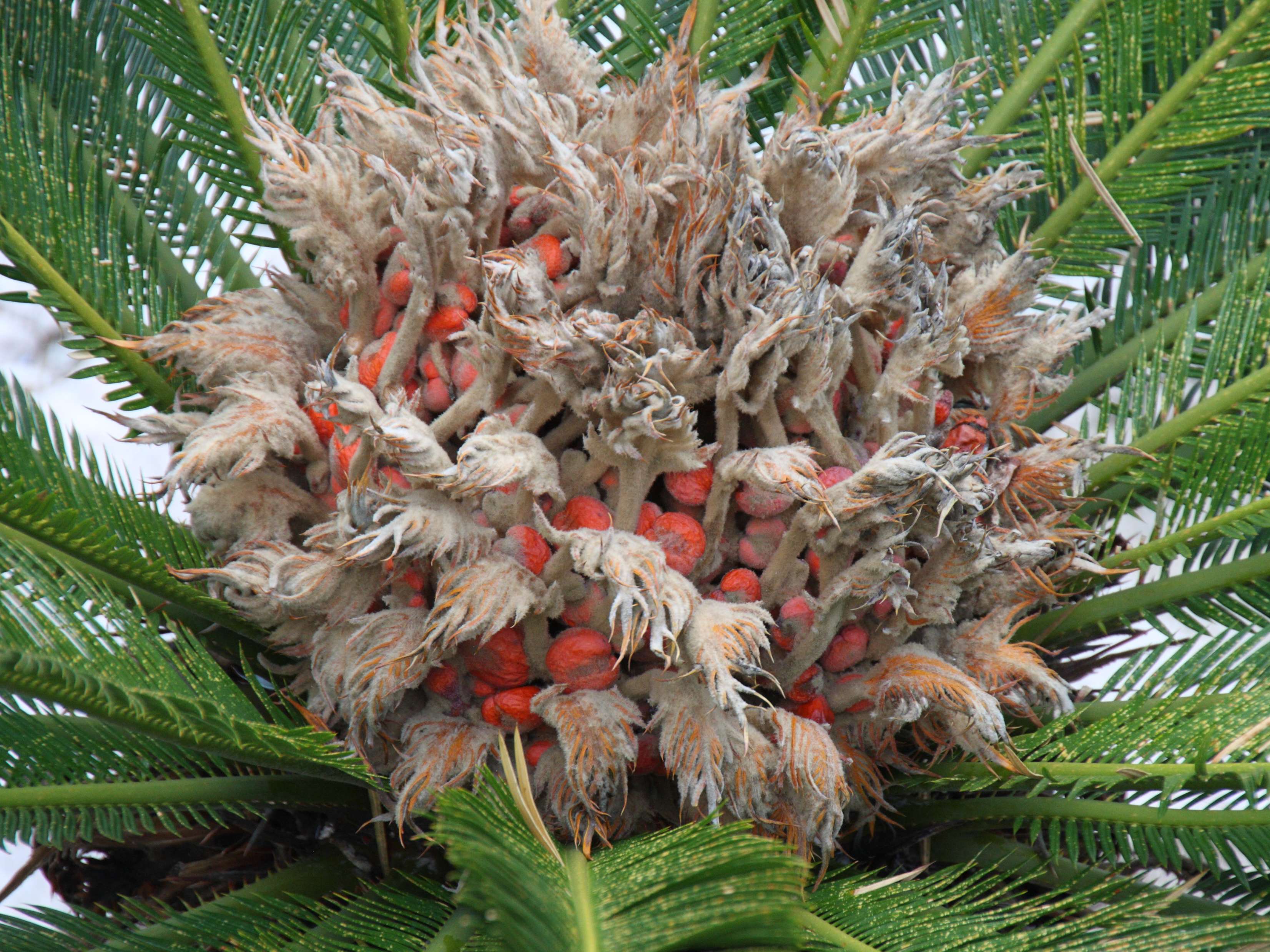 cycas_revoluta6md