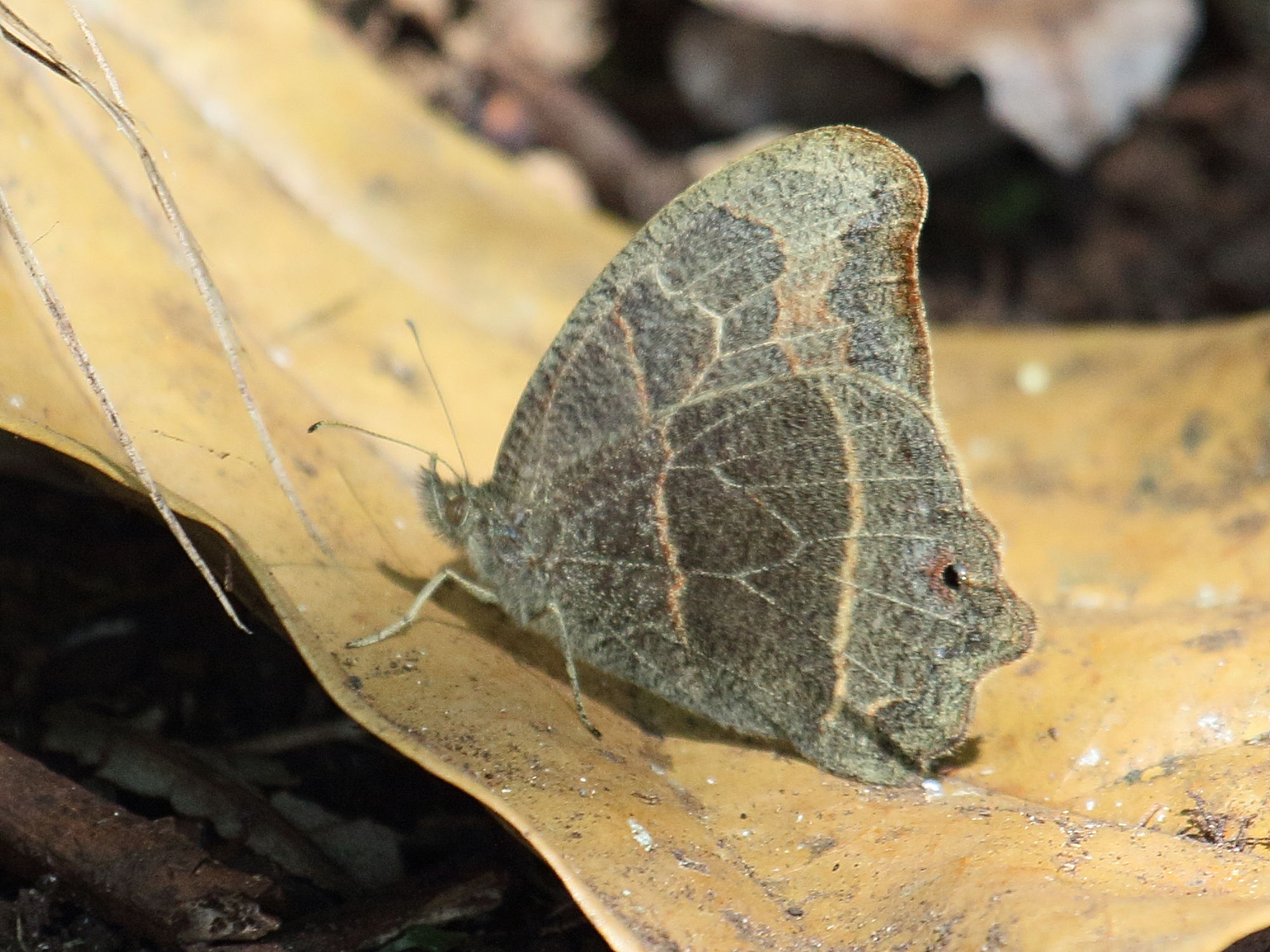 Afficher le média cyllopsis_hedemanni1bd cyllopsis_hedemanni1bd