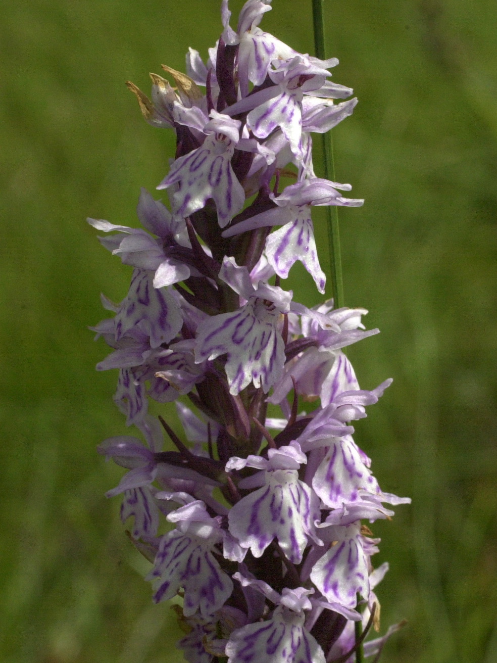 dactylorhiza_fuchsii2md
