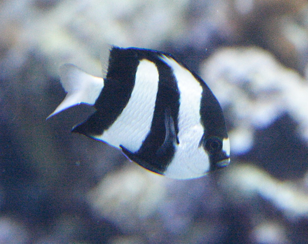 Afficher le média dascyllus_aruanus2md dascyllus_aruanus2md