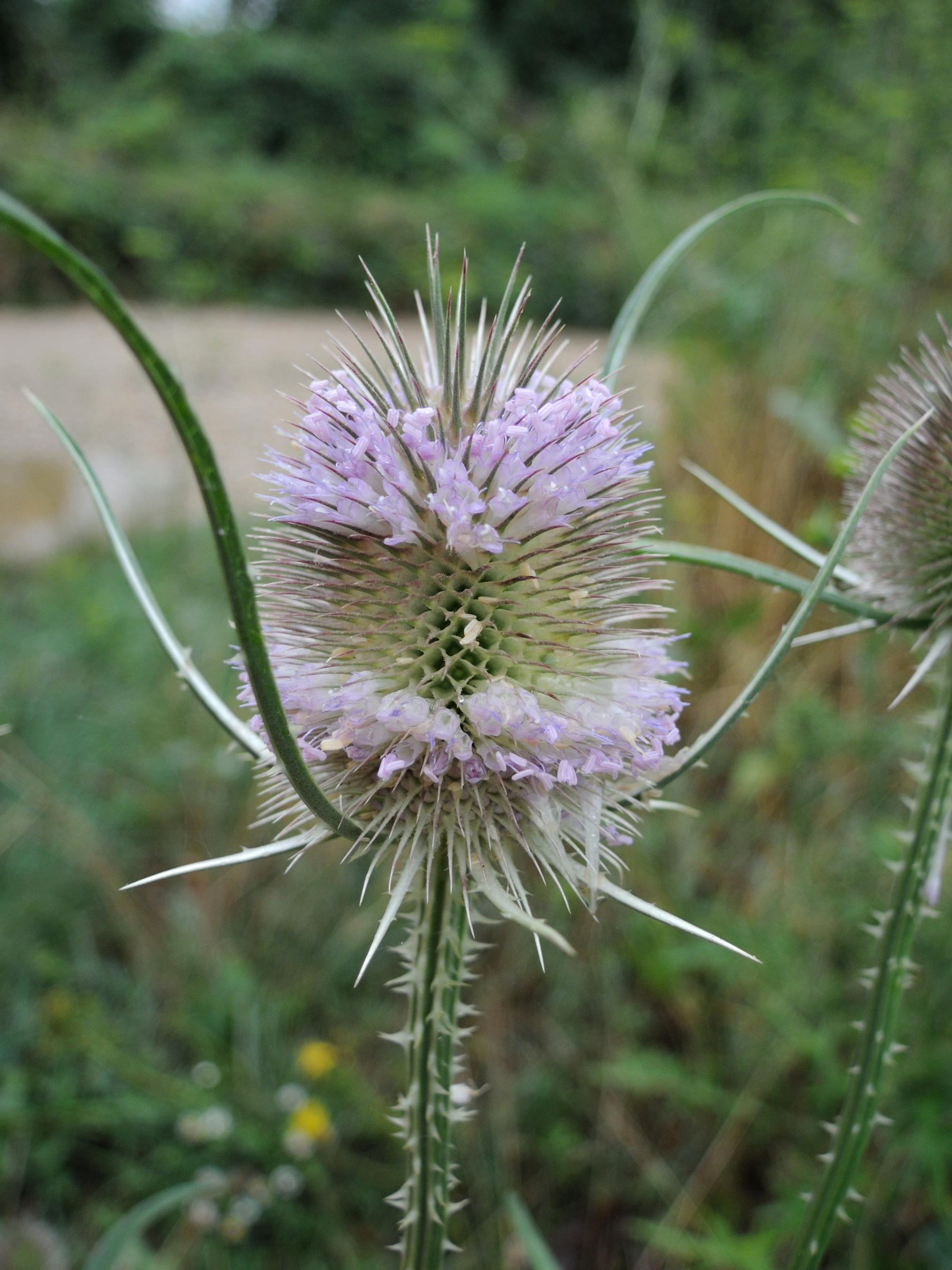dipsacus_fullonum3md