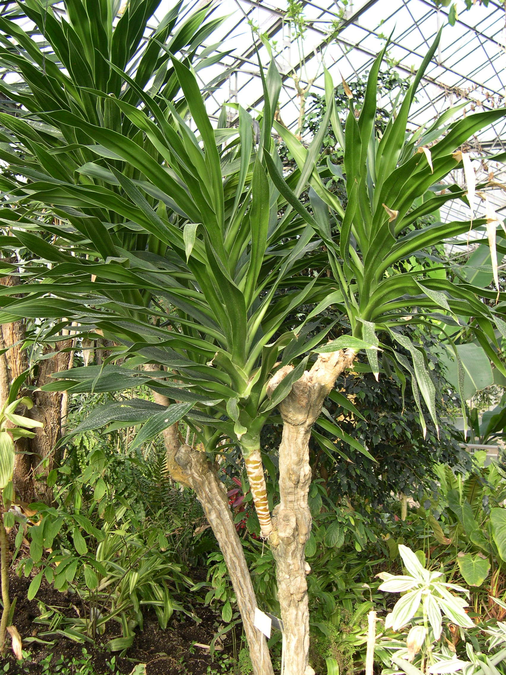 dracaena_hookeriana1md