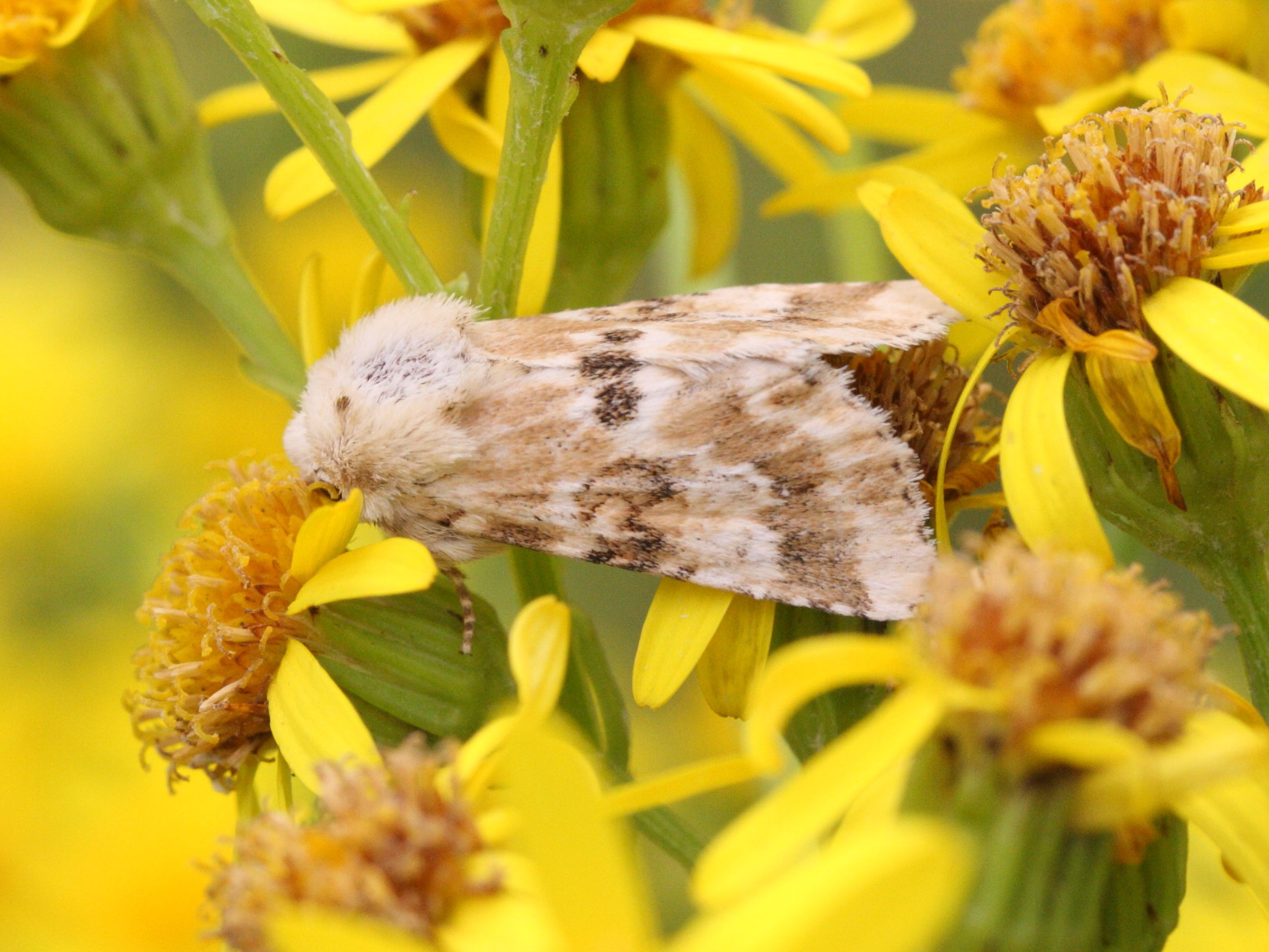 eremobia_ochroleuca1md