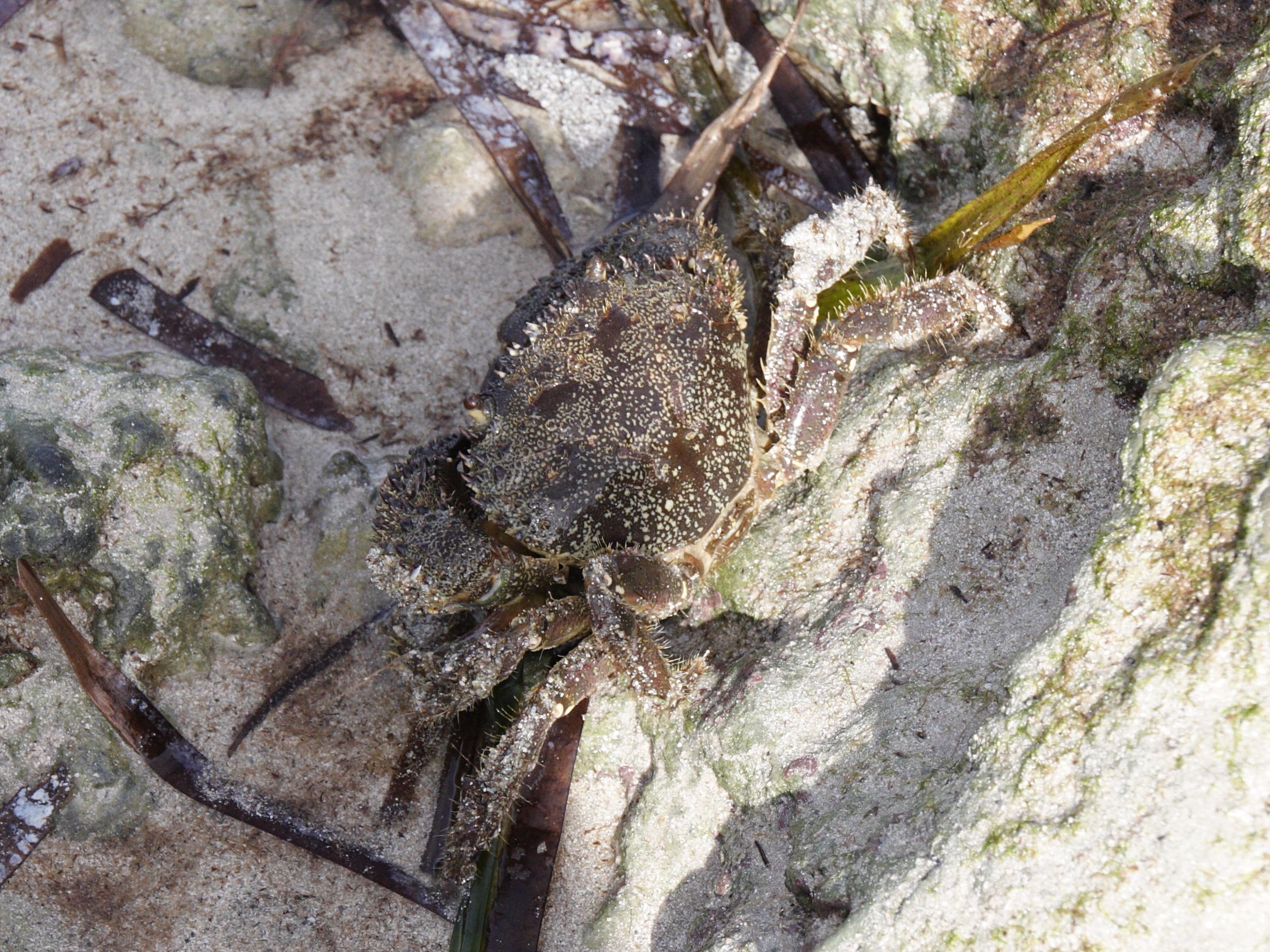 eriphia_verrucosa1bd