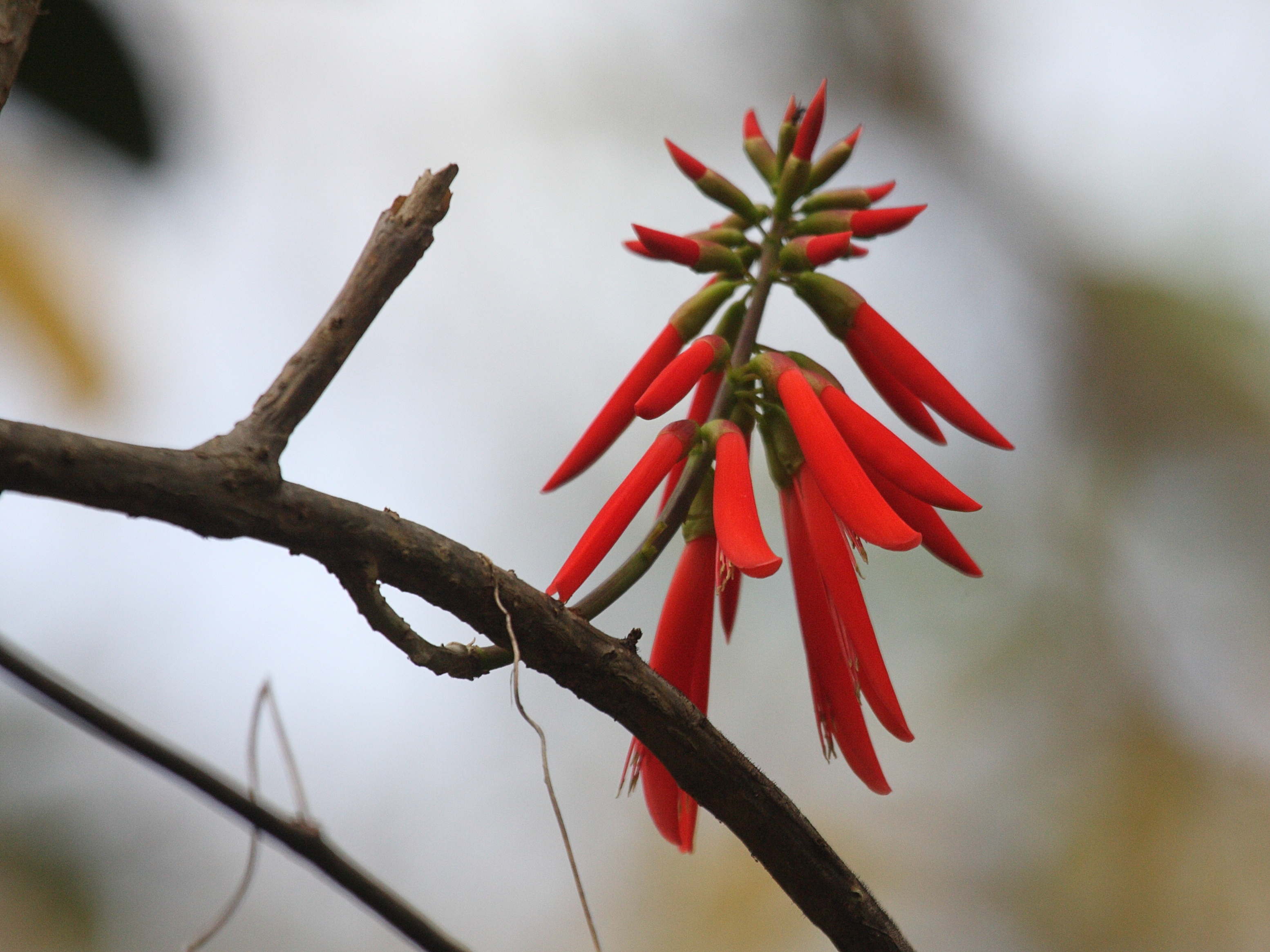 erythrina_corallodendrum6bd