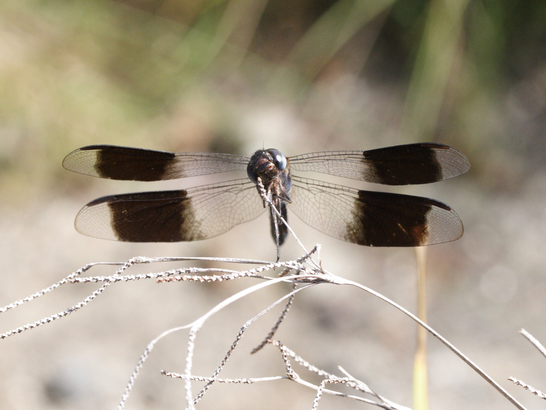 erythrodiplax_umbrata1md