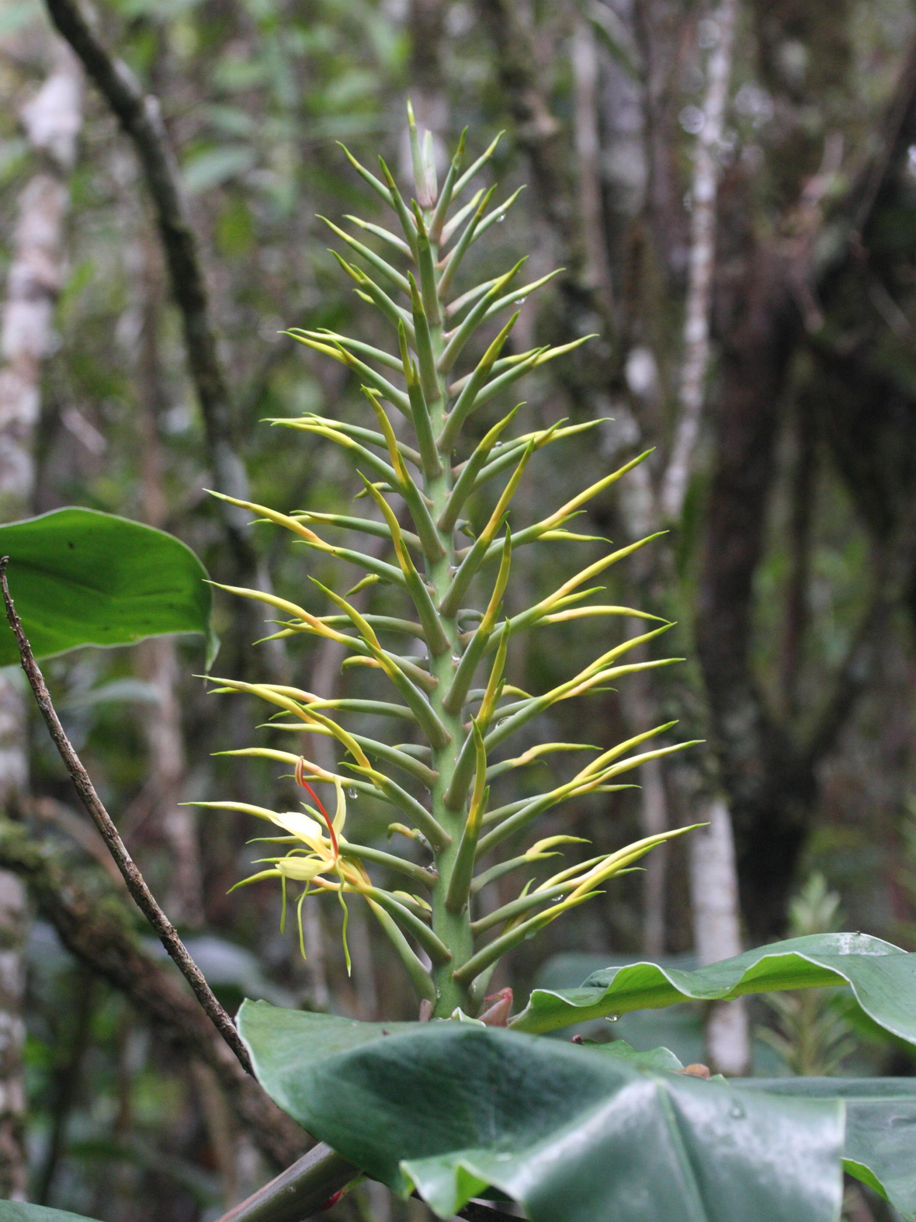 hedychium_gardnerianum4md