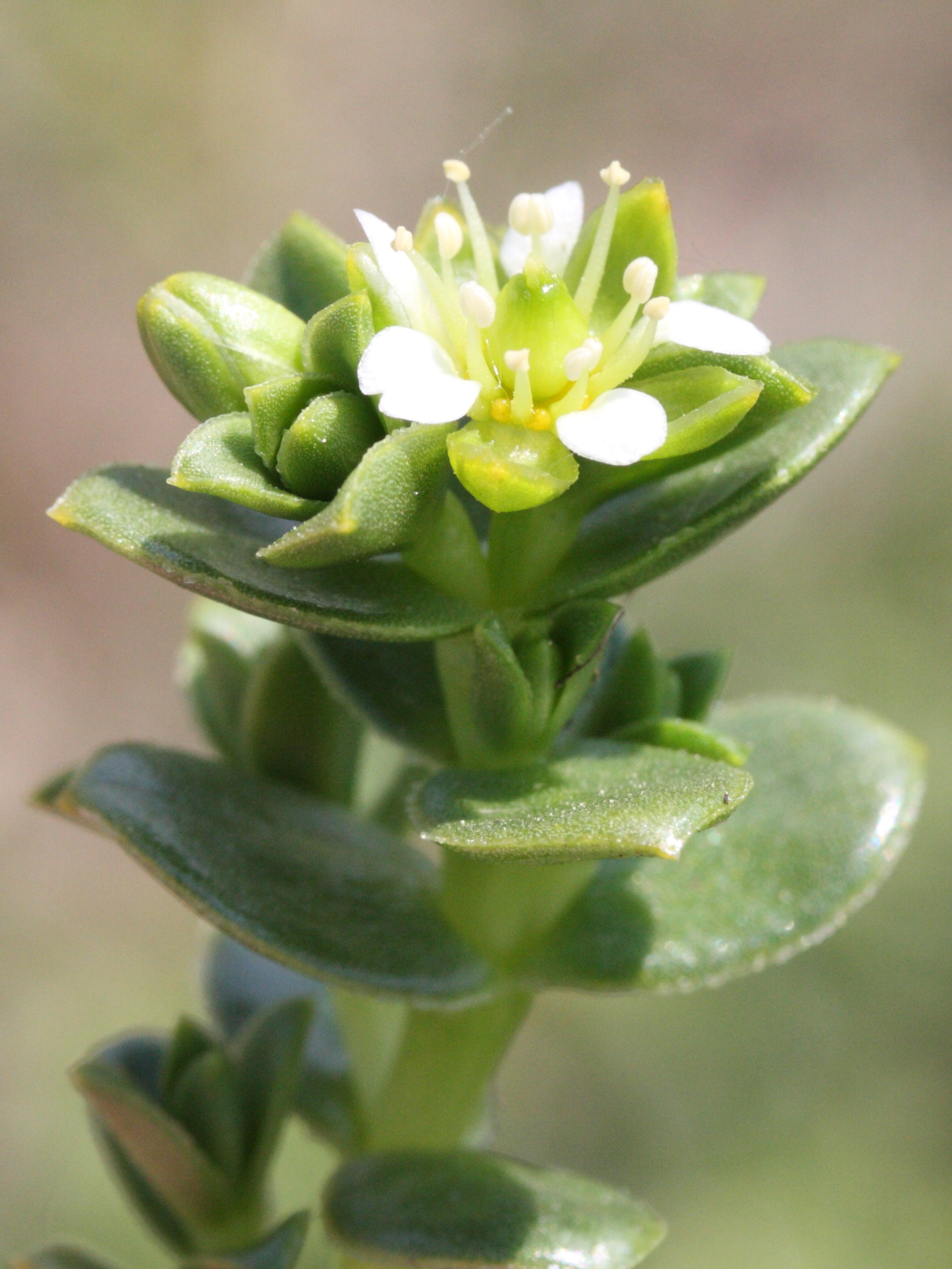 Afficher le média honckenya_peploides3md honckenya_peploides3md