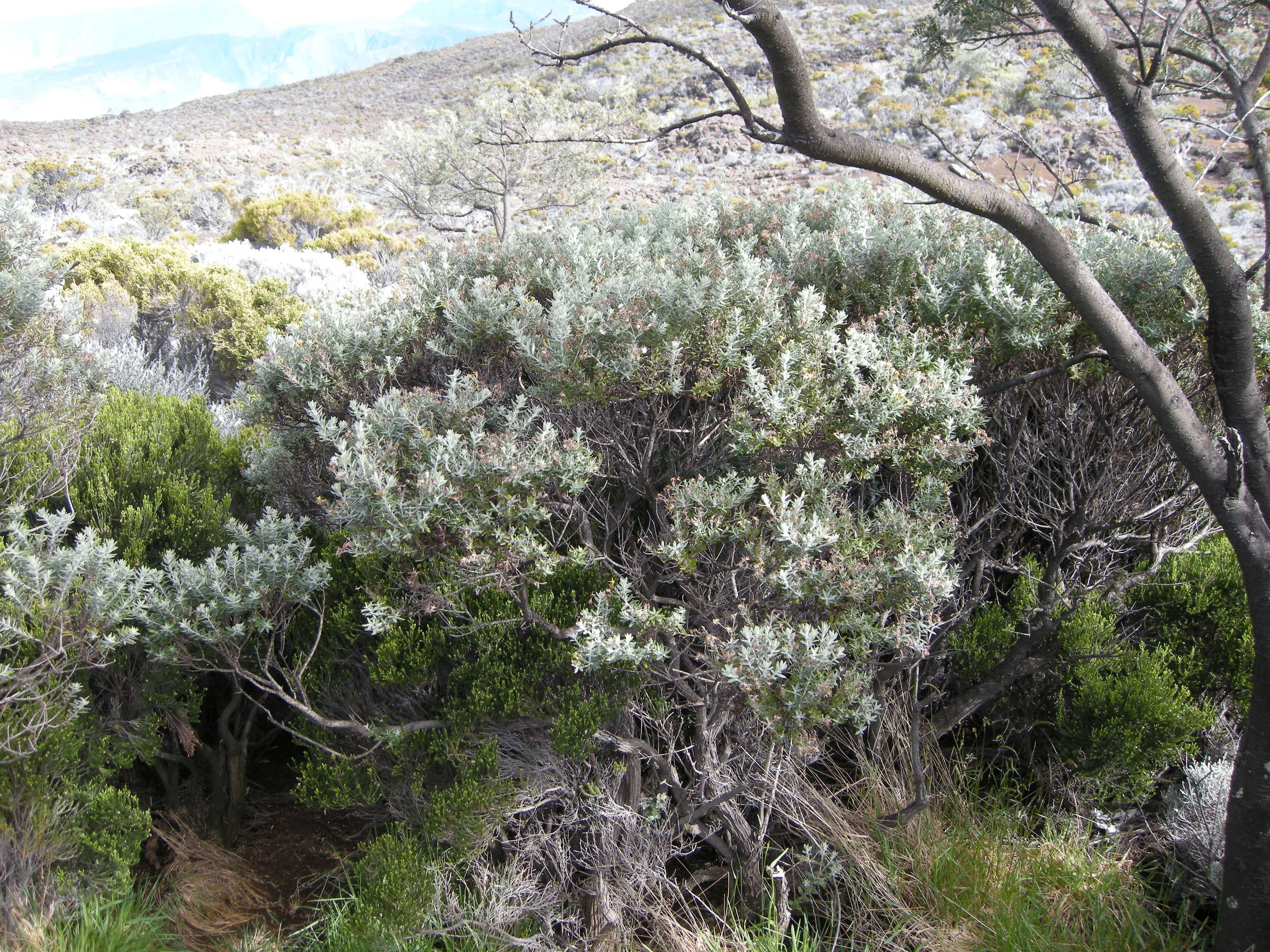 hubertia_tomentosa1md