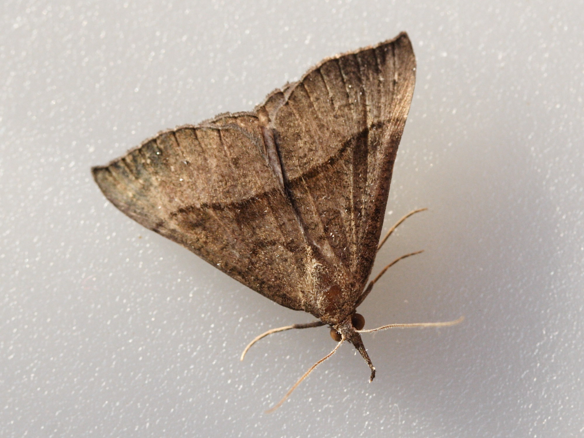 hypena_proboscidalis3md