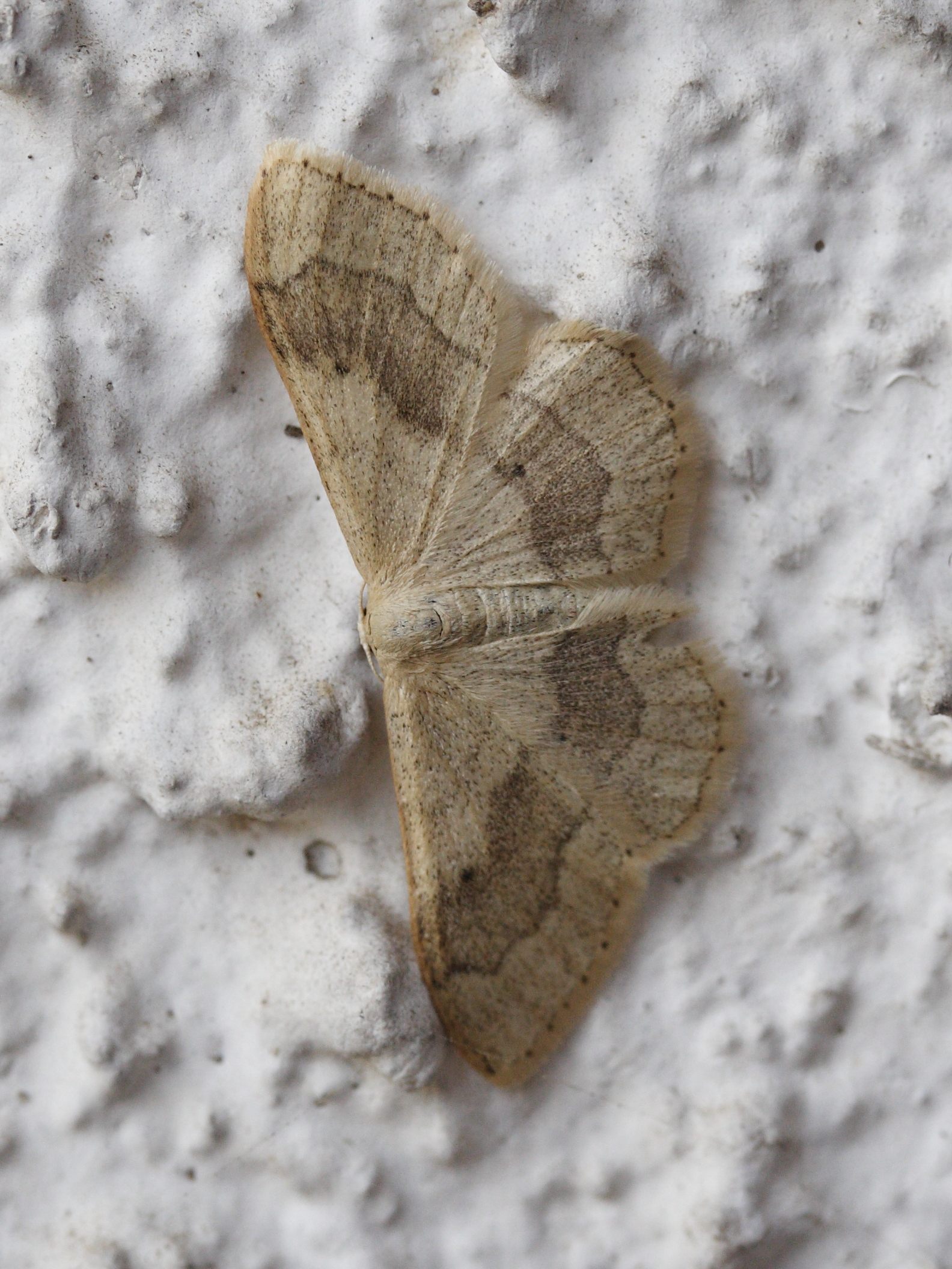 idaea_aversata4md