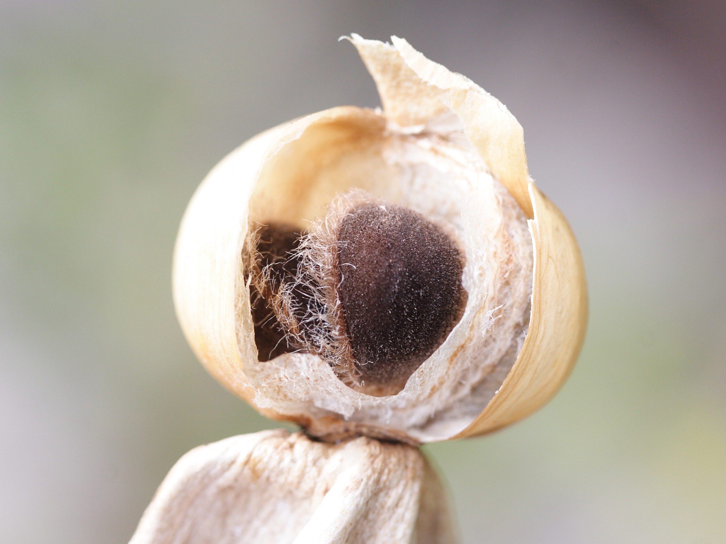 ipomoea_violacea4bmd