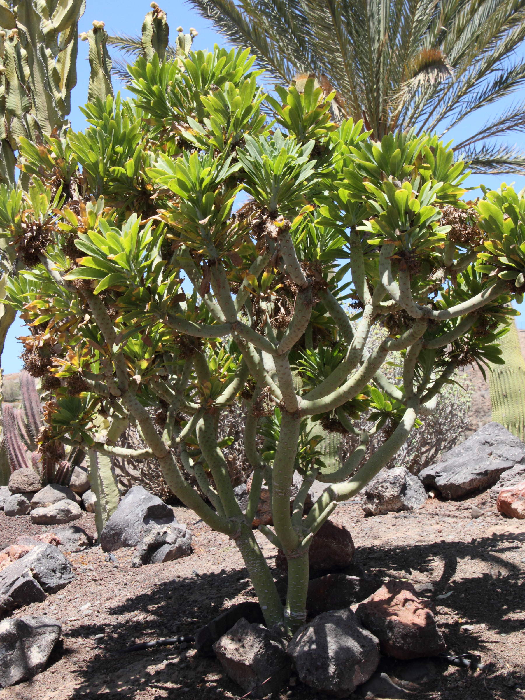 kleinia_neriifolia1md