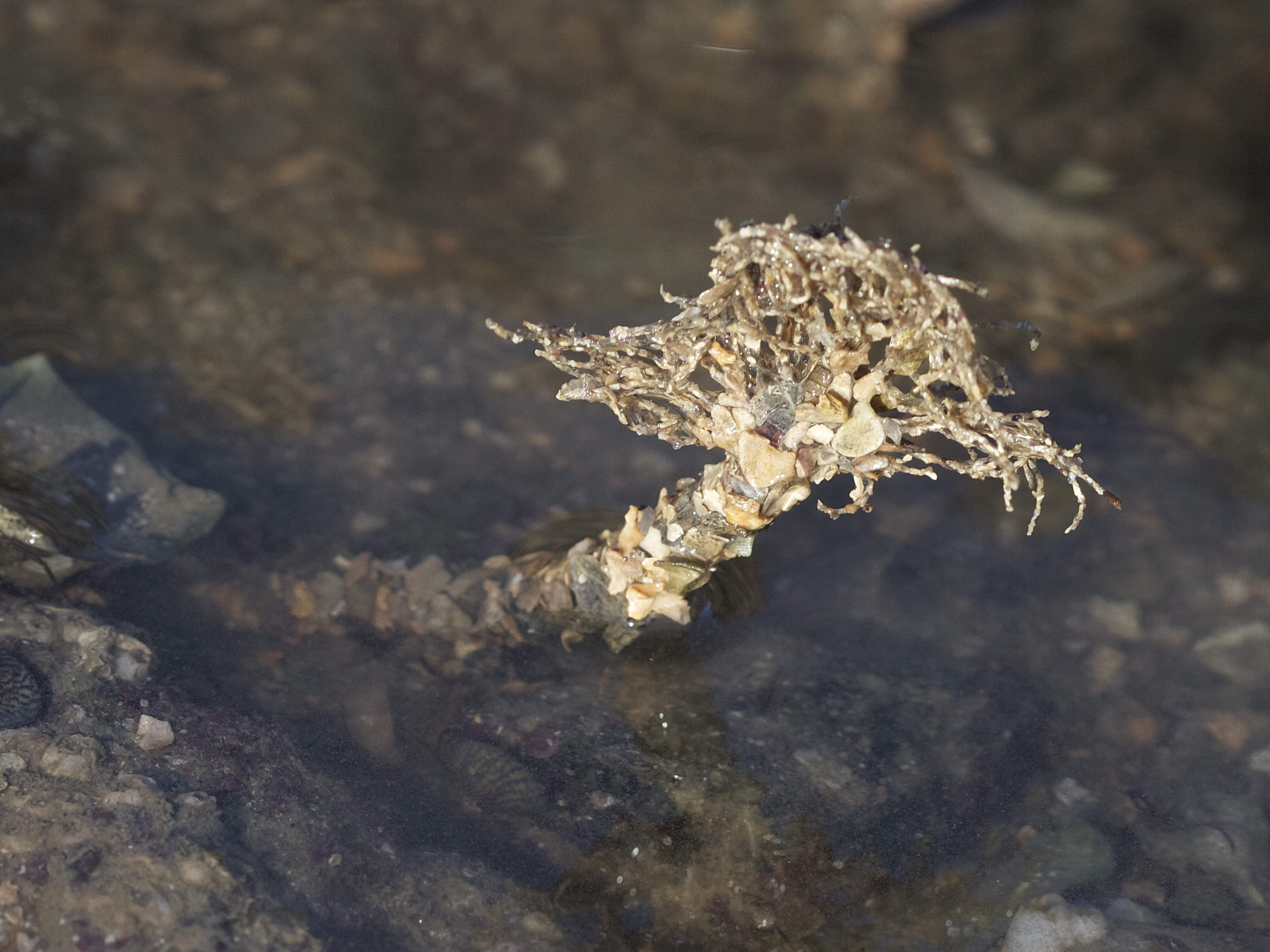 lanice_conchilega5bd