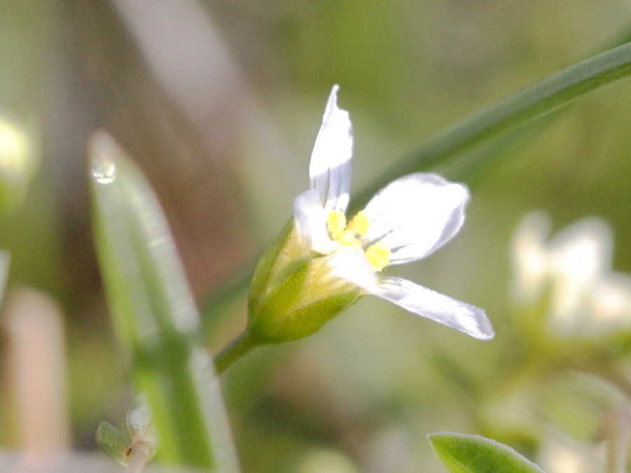 linum_catharticum2md