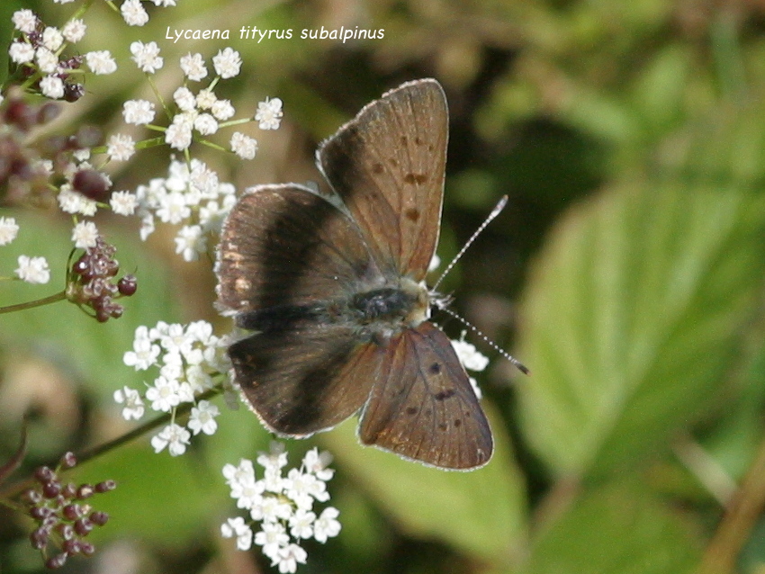 lycaena_tityrus_subalpinus2bd
