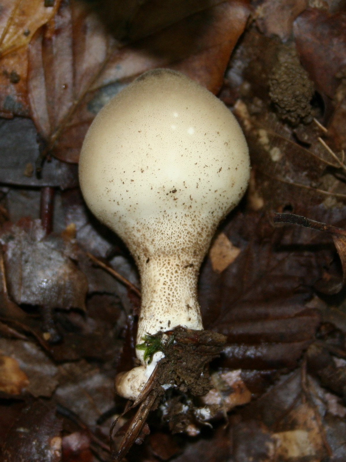 Afficher le média lycoperdon_pyriforme3sd lycoperdon_pyriforme3sd