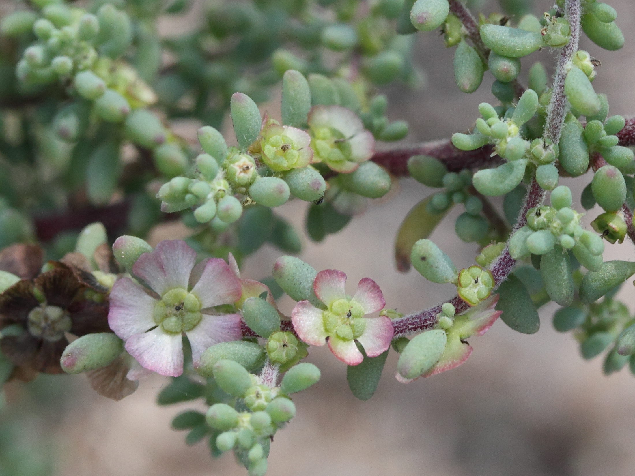 maireana_brevifolia2md