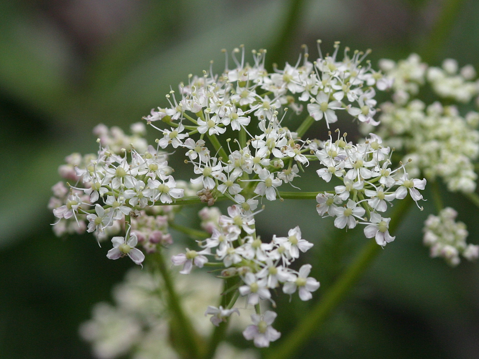 Afficher le média meum_athamanticum2bd meum_athamanticum2bd