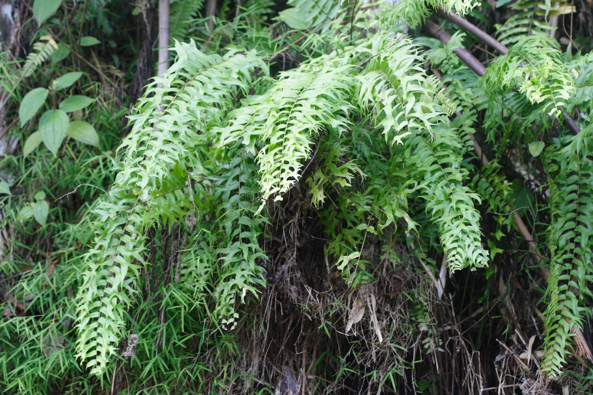 Afficher le média nephrolepis_falcata_furcans1md nephrolepis_falcata_furcans1md