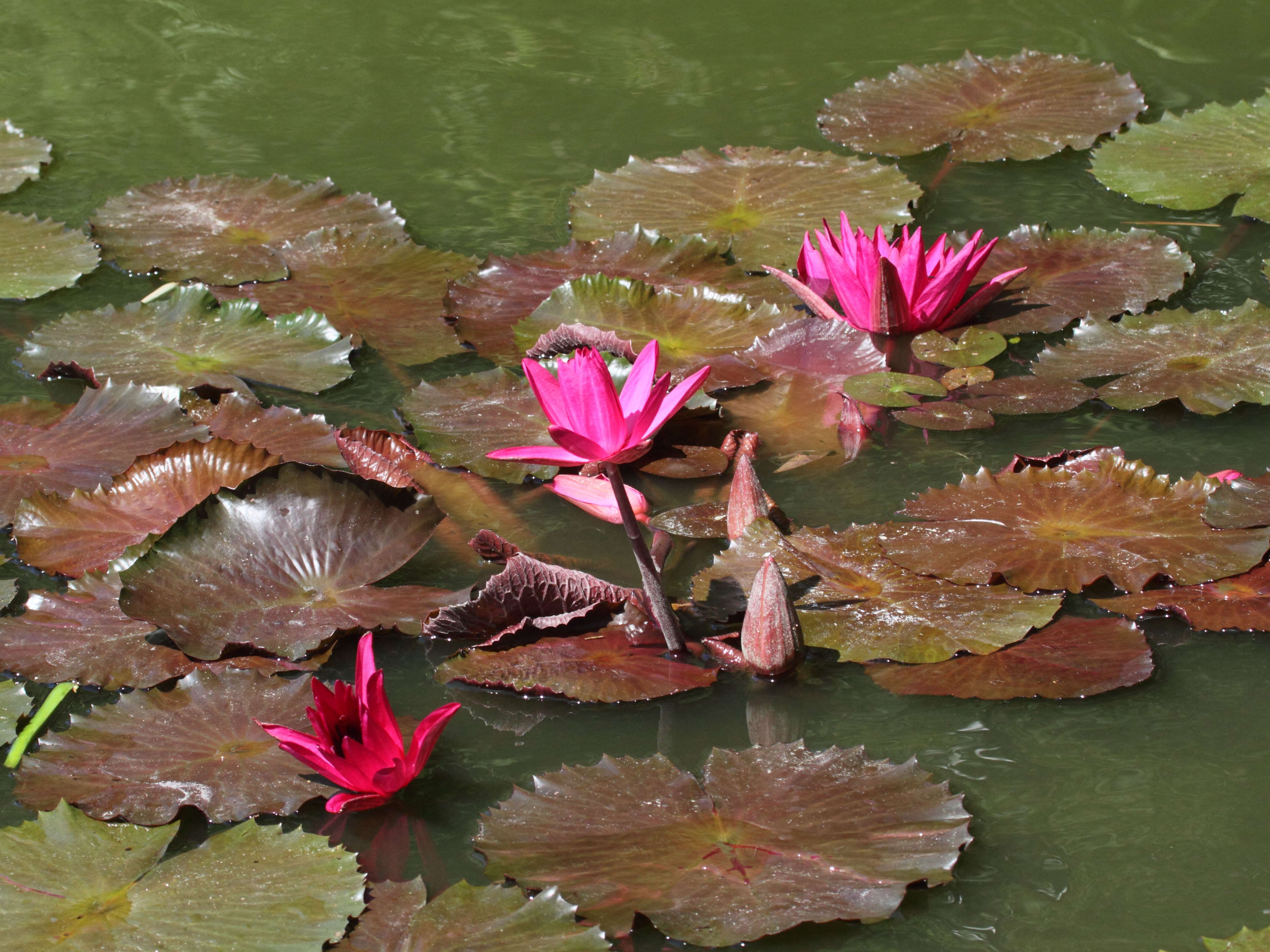 Afficher le média nymphaea_rubra1bd nymphaea_rubra1bd