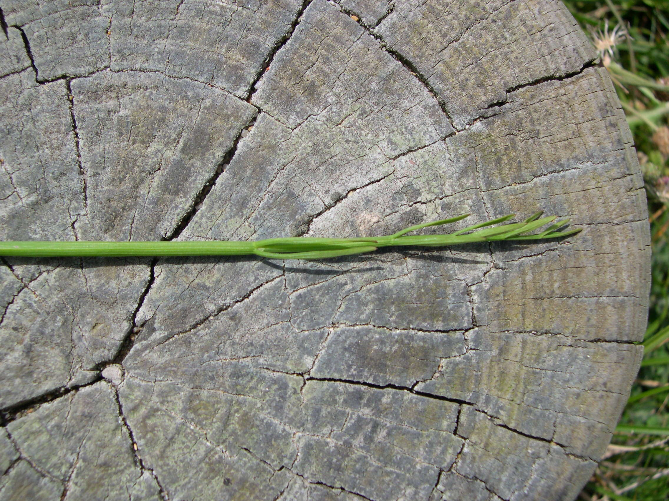 oenanthe_fistulosa6md