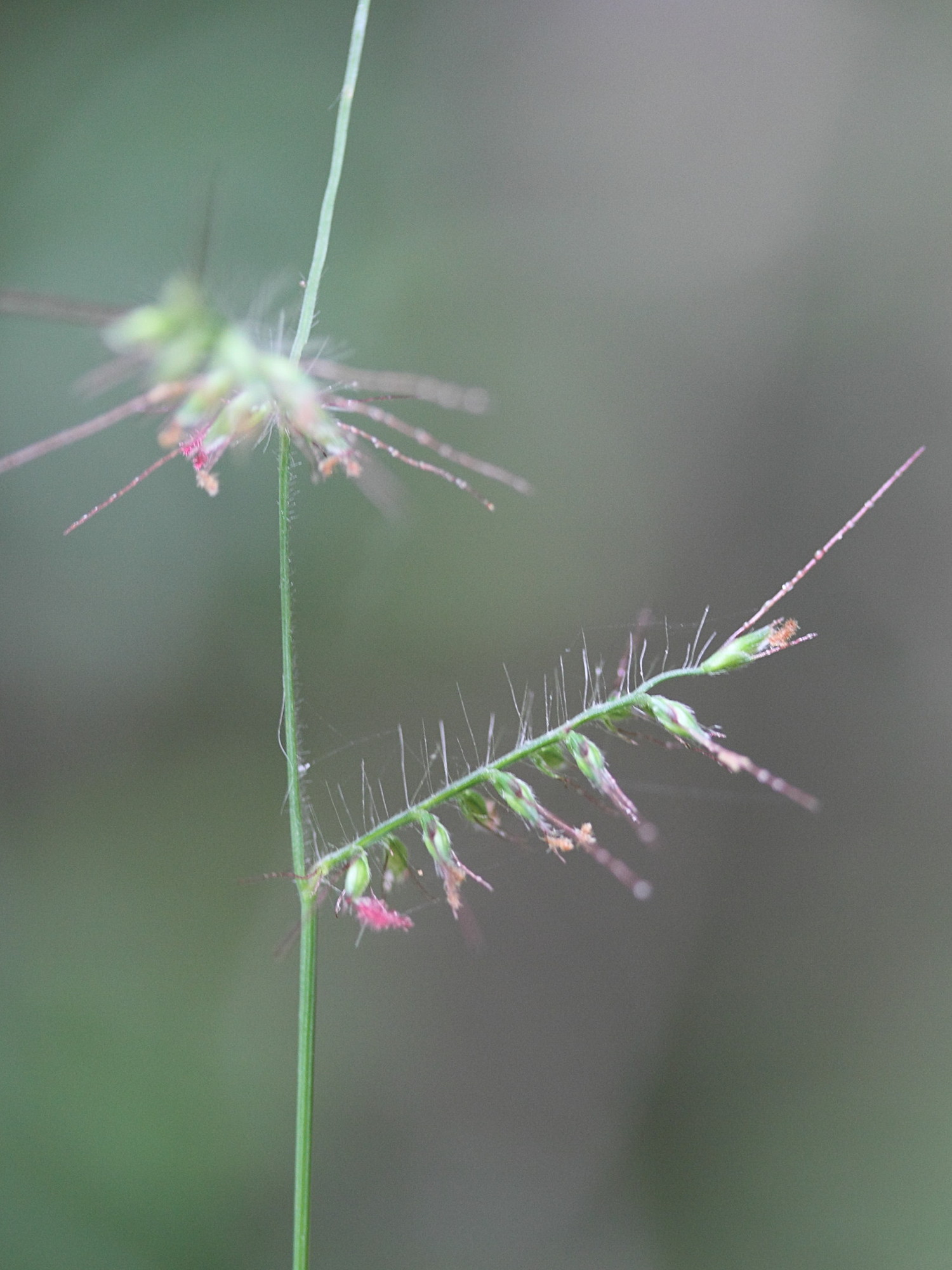 Afficher le média oplismenus_hirtellus2md oplismenus_hirtellus2md