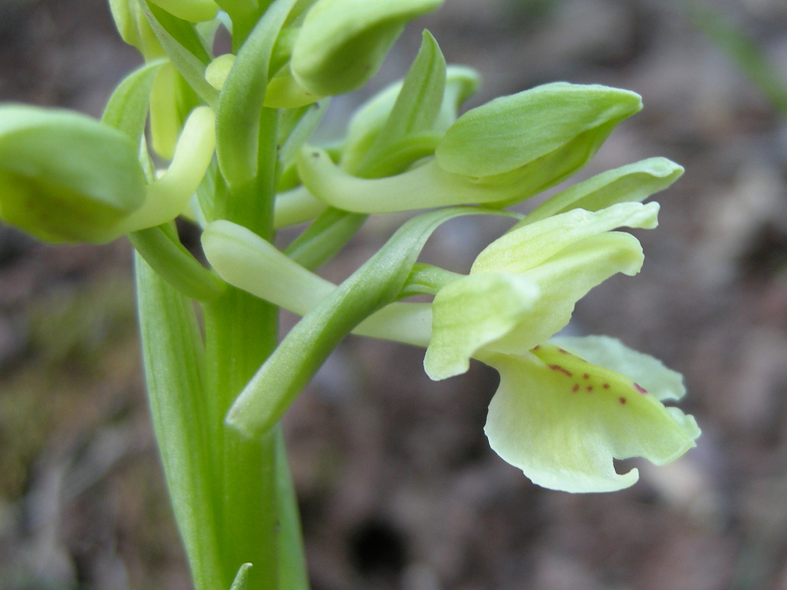 orchis_provincialis2bd