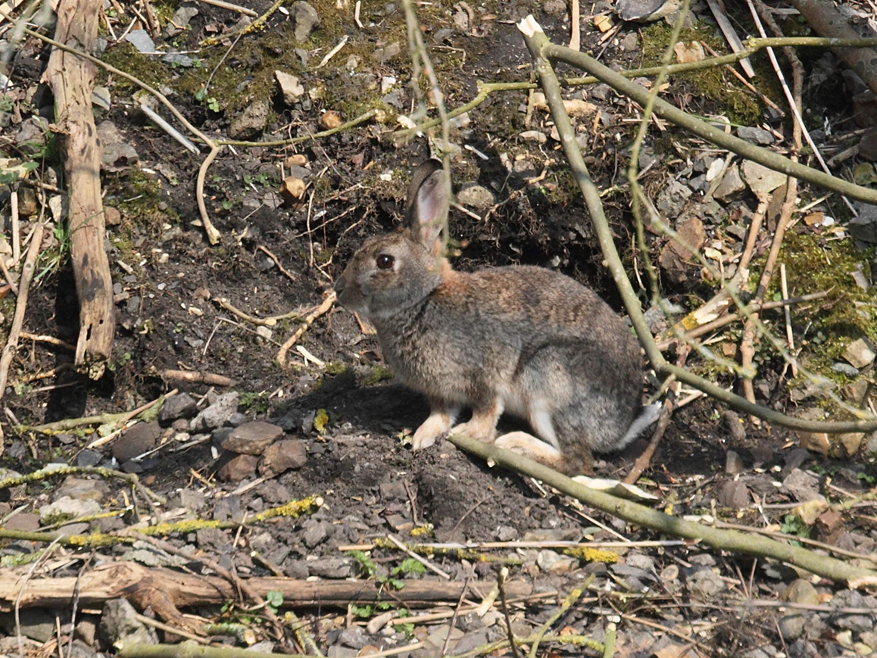 oryctolagus_cuniculus4md