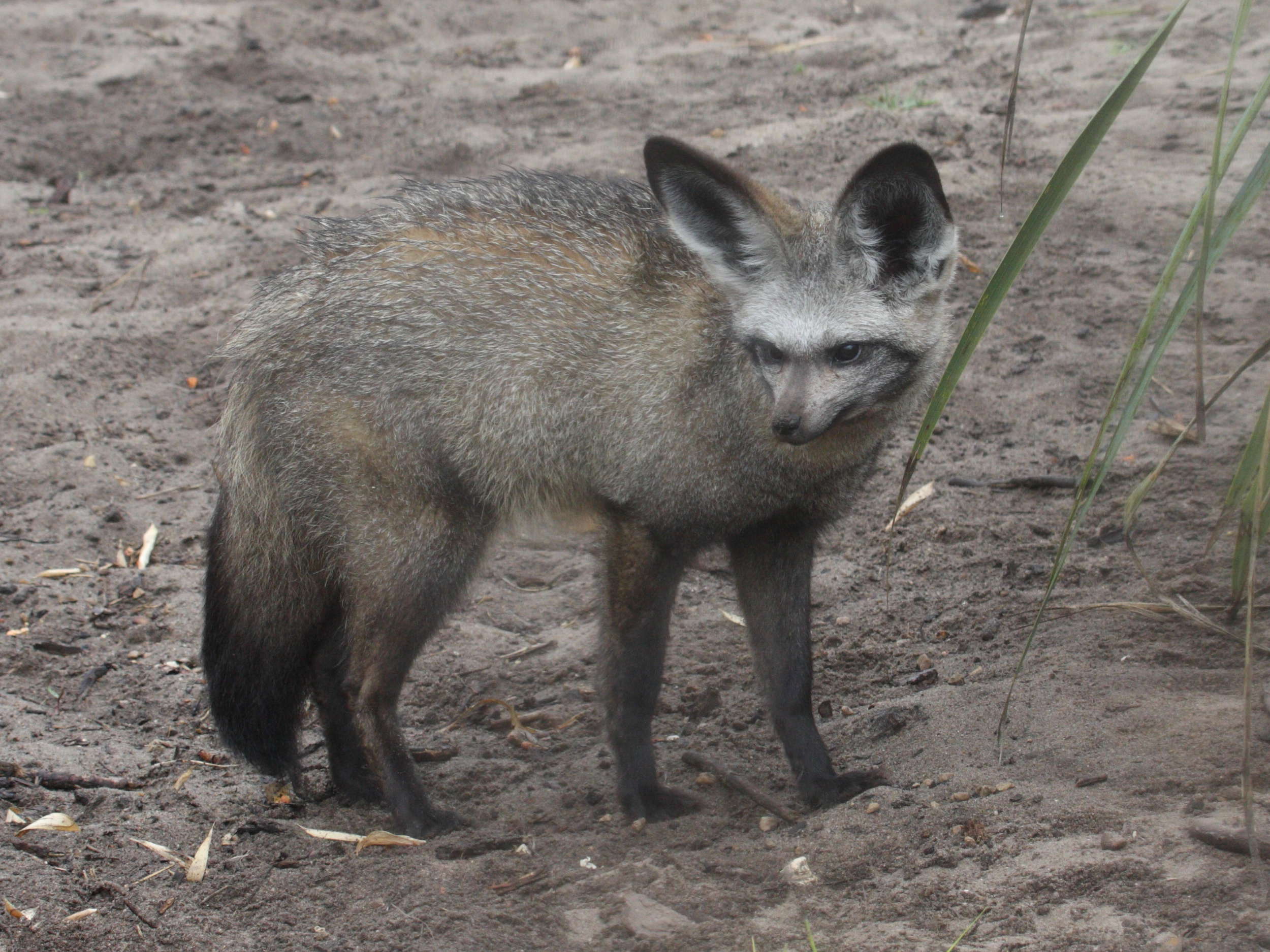 otocyon_megalotis1md