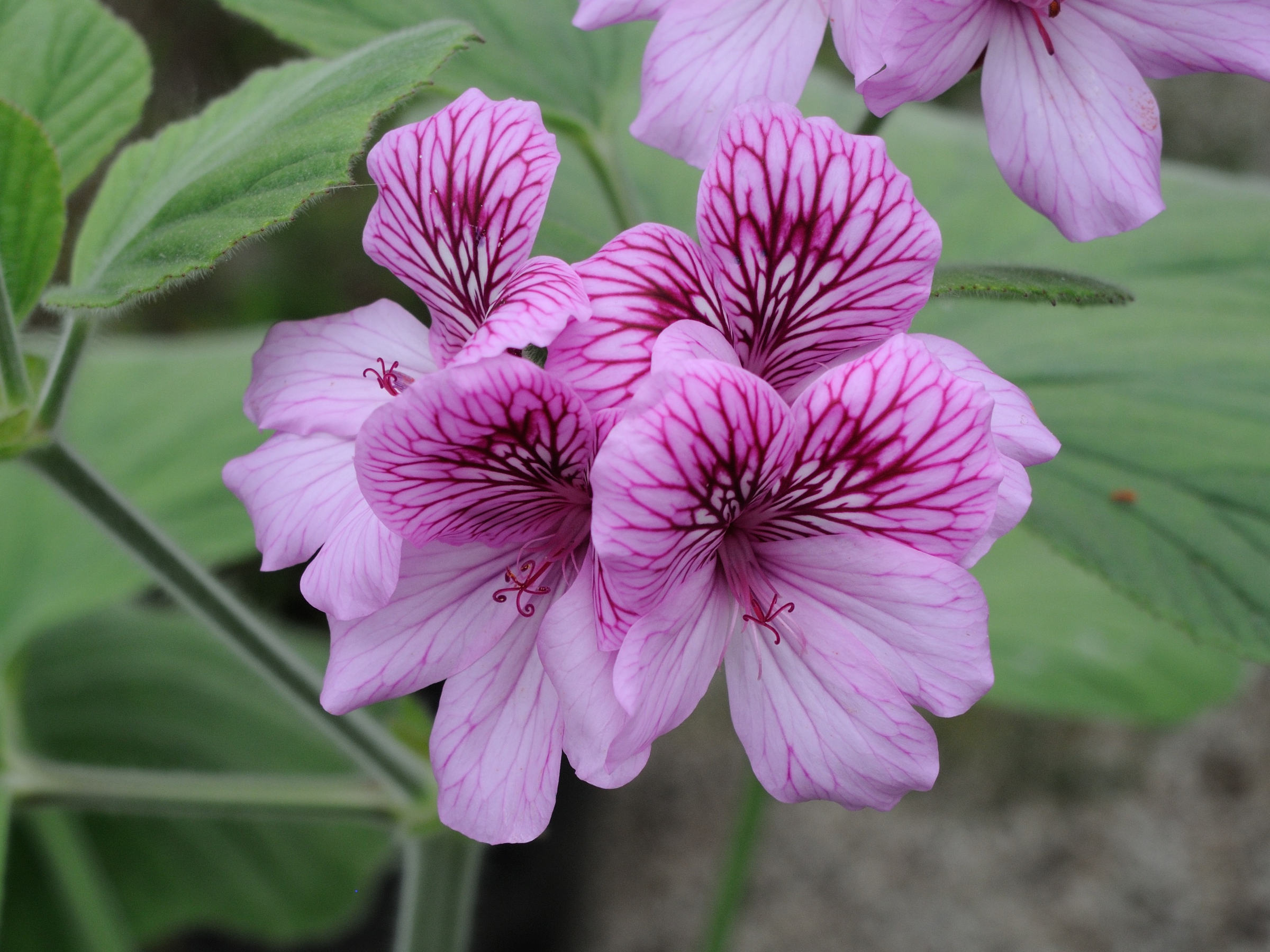 pelargonium_capitatum2md