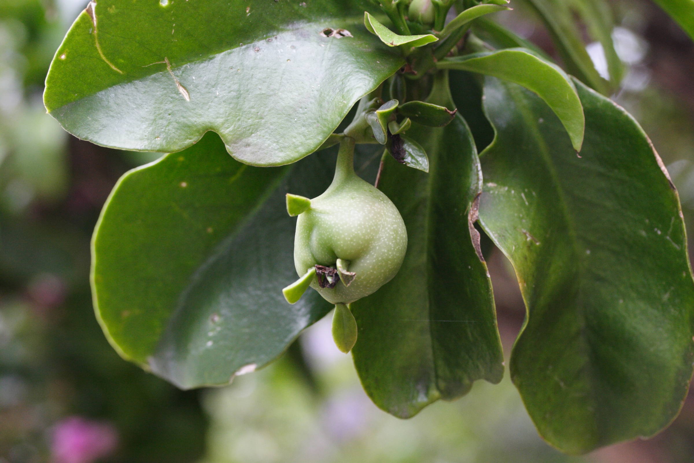 pereskia_grandifolia3md