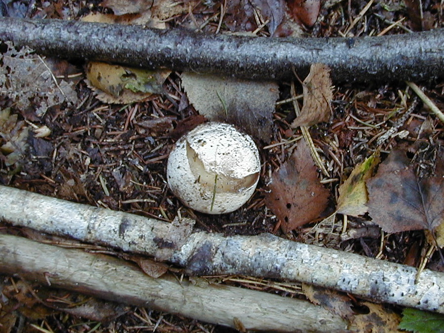 phallus_impudicus2md