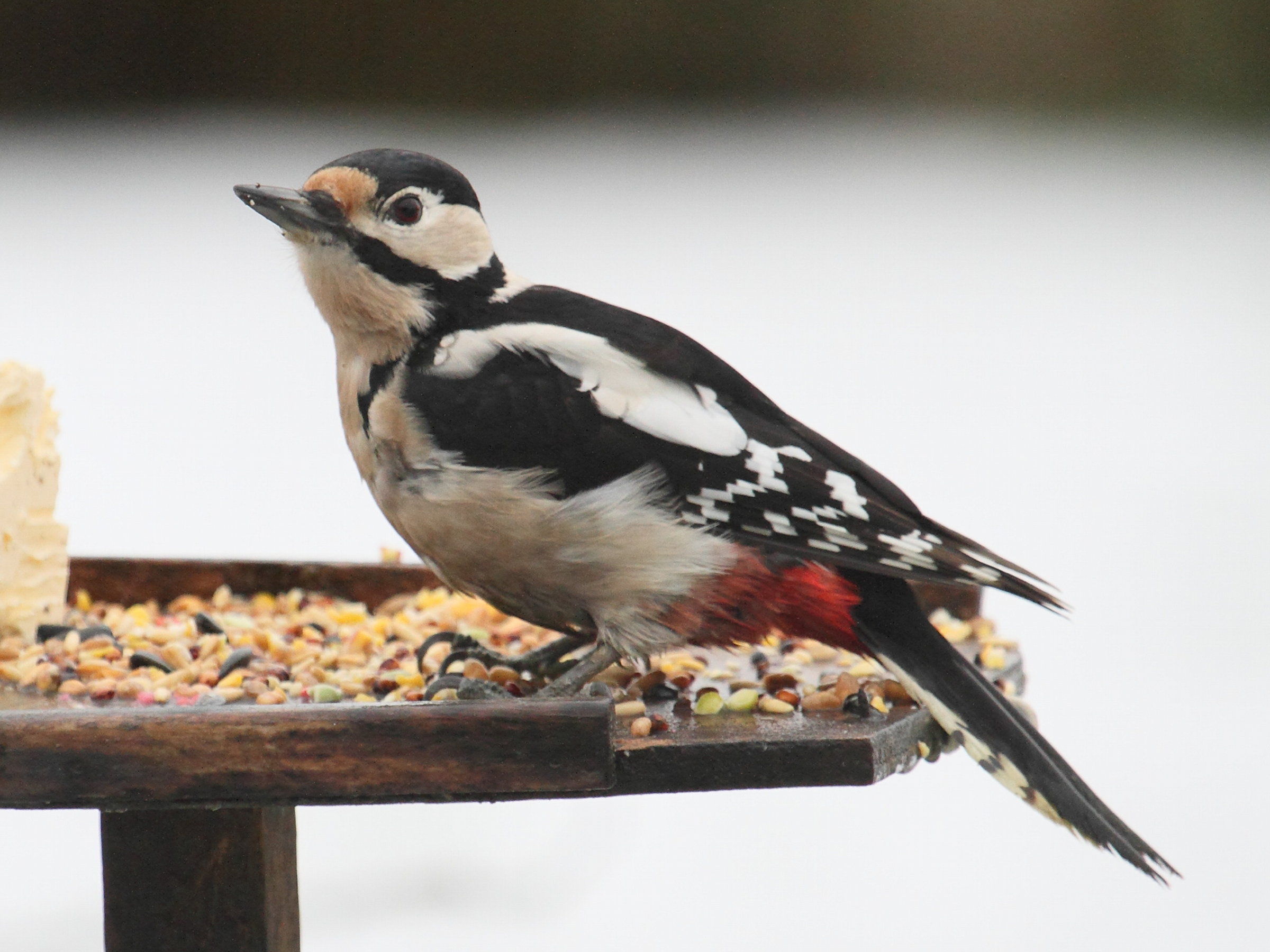 pic_epeiche_-_dendrocopos_major3bd