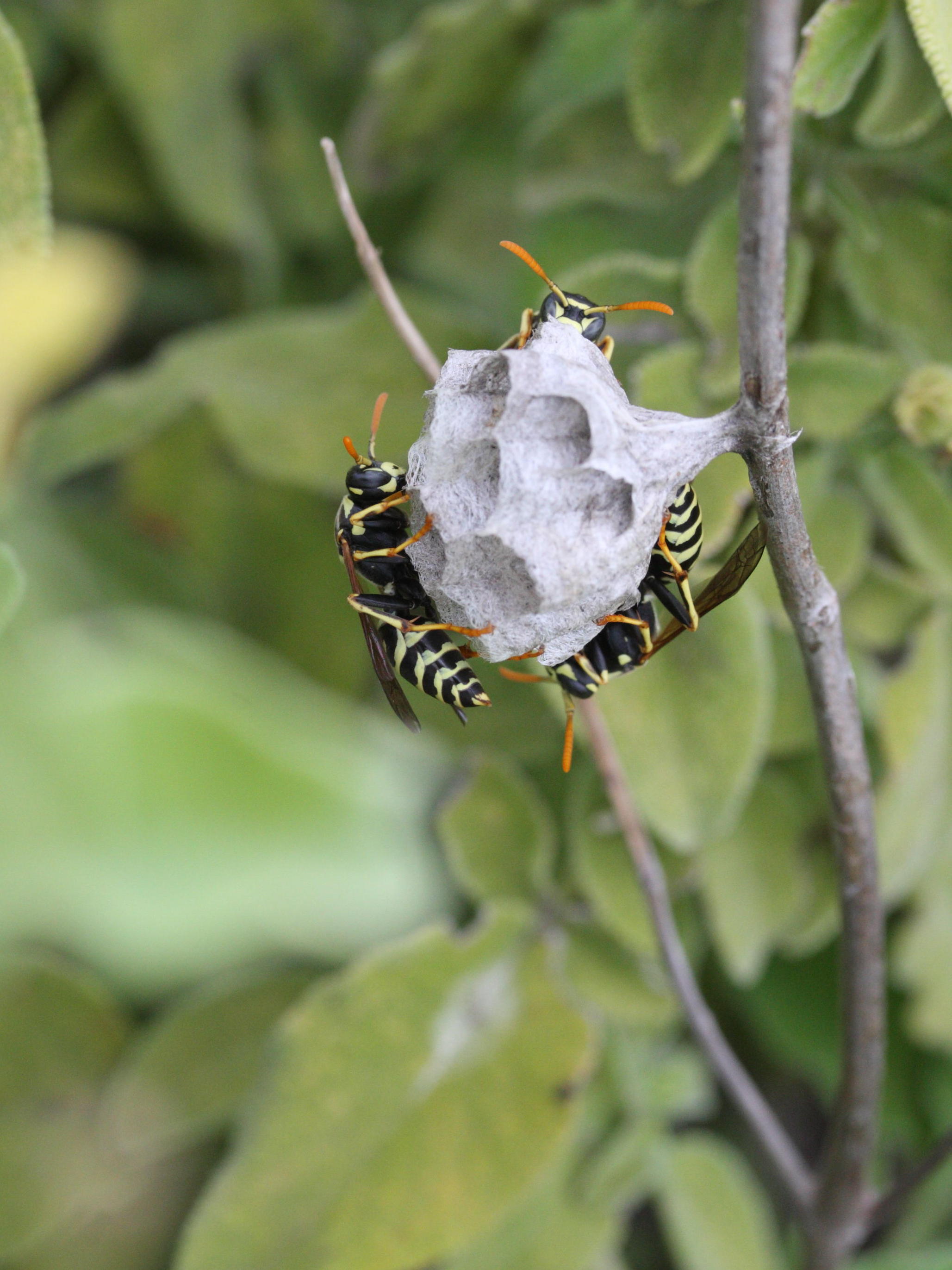 polistes_dominulus5md