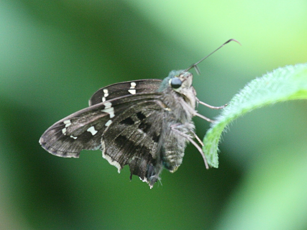 Afficher le média polygonus_savigny_punctus1bd polygonus_savigny_punctus1bd