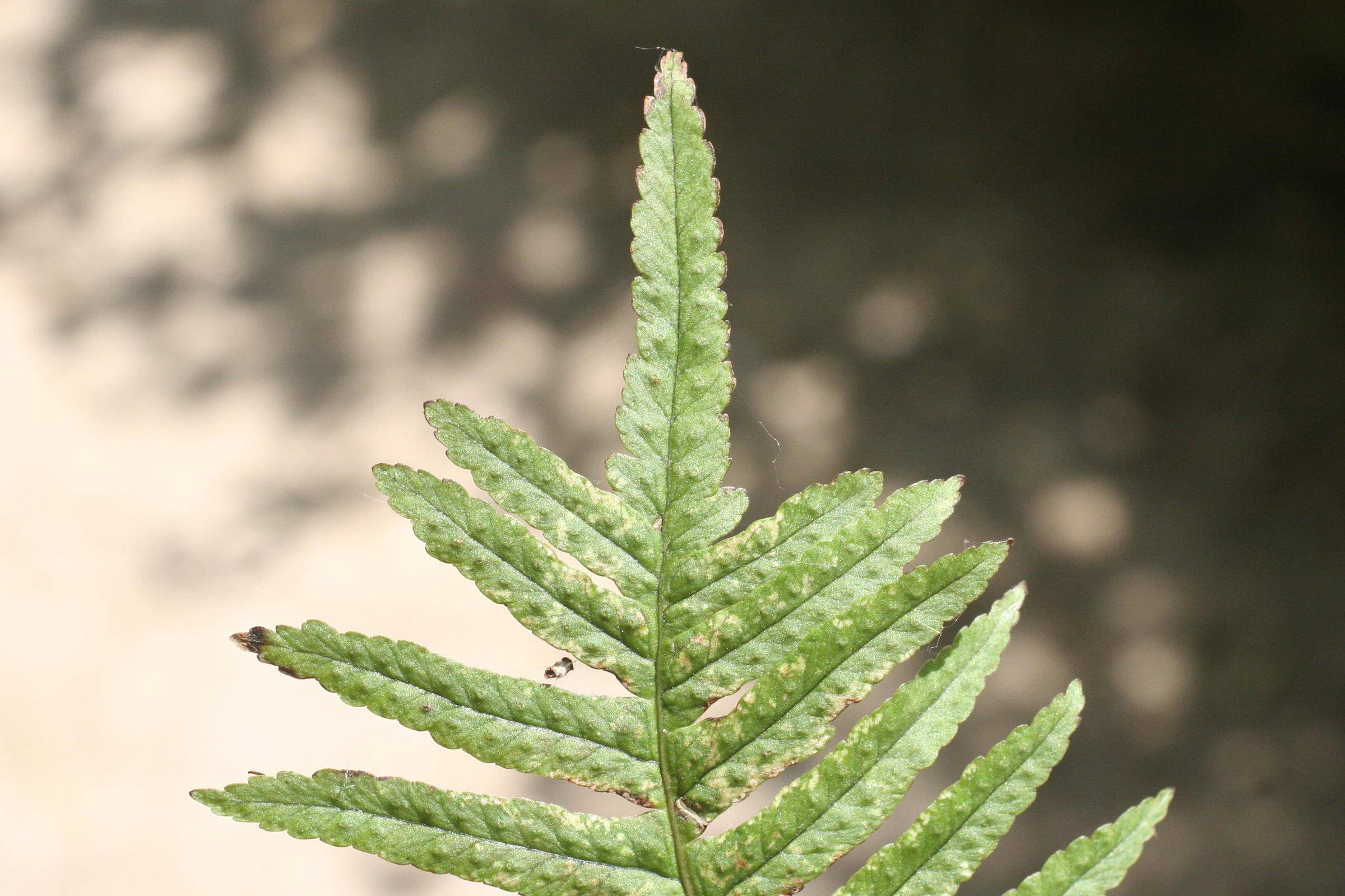 Afficher le média polypodium_vulgare5md polypodium_vulgare5md