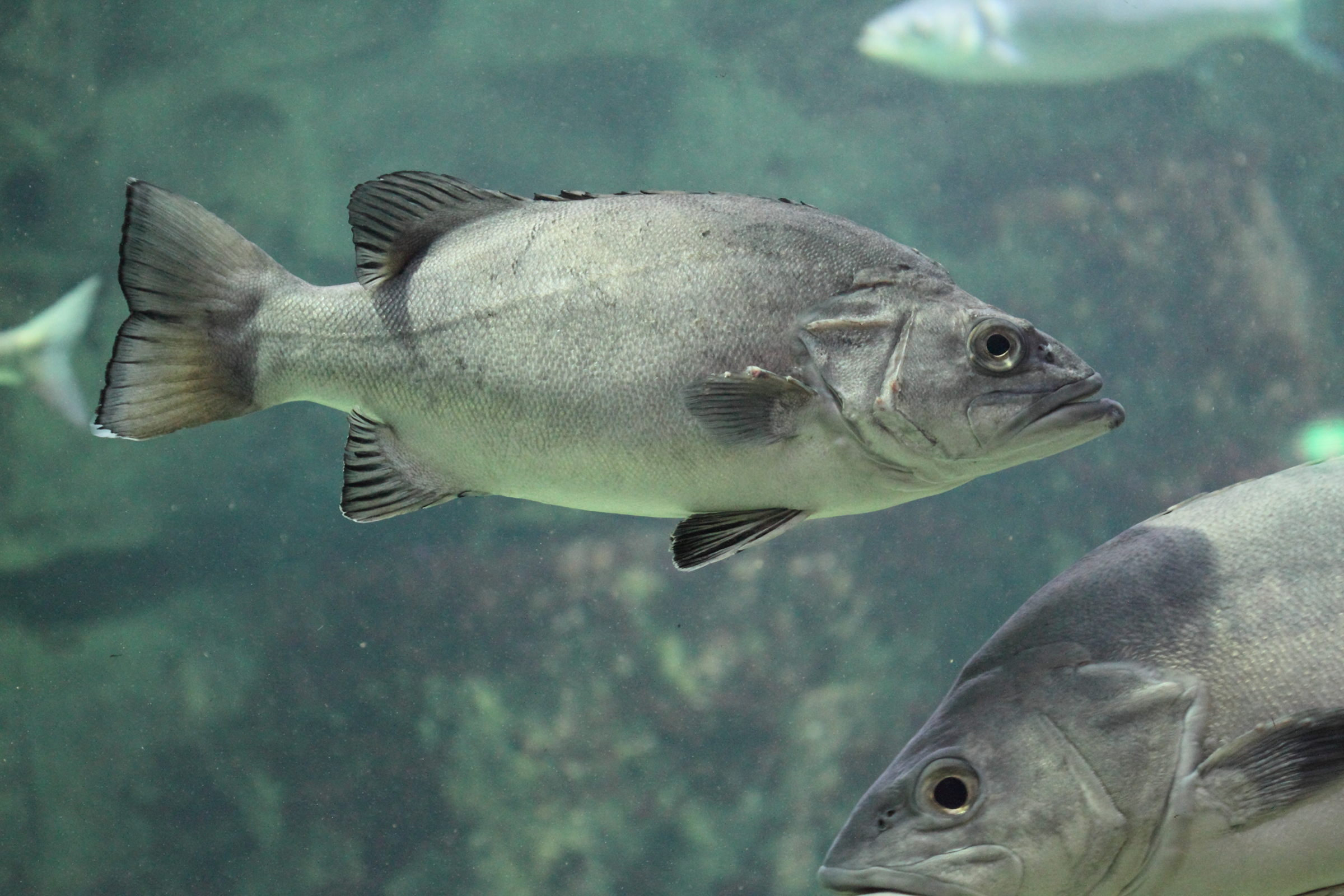 polyprion_americanus2bd