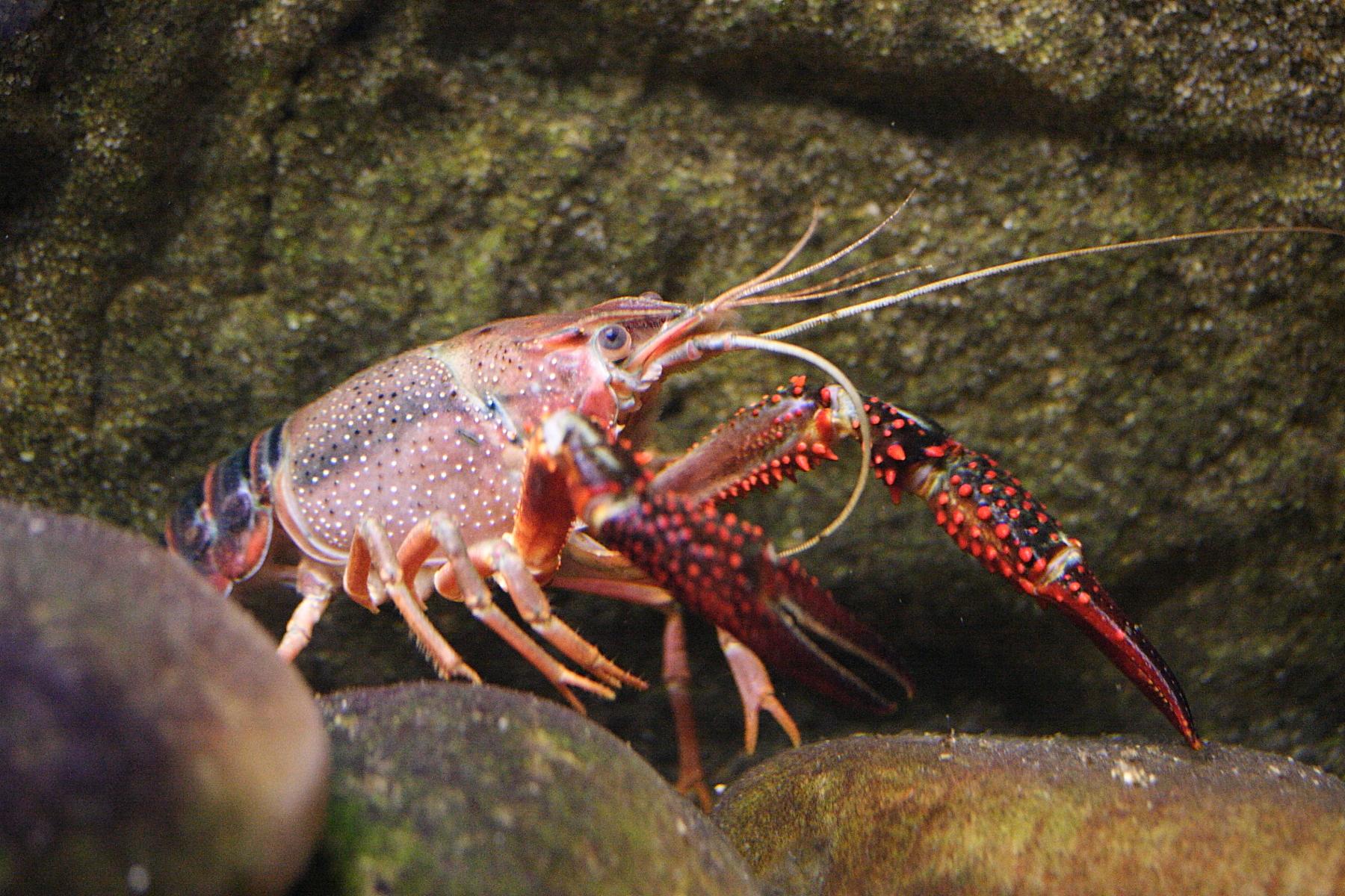 Afficher le média procambarus_clarkii3MD procambarus_clarkii3MD