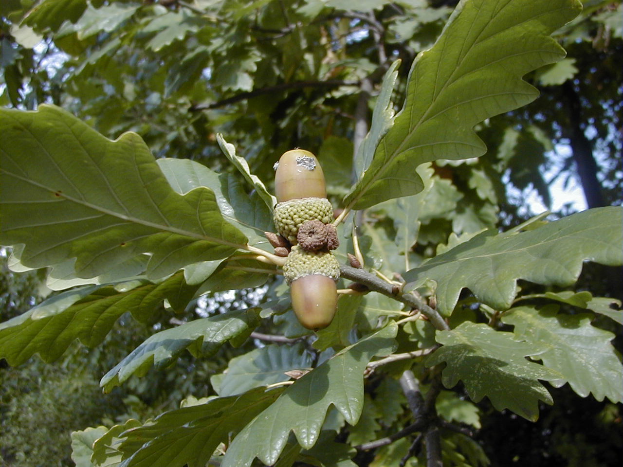 quercus_petraea3md