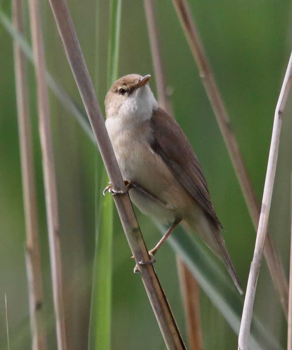 Afficher le média rousserolle_effarvatte_-_acrocephalus_scirpaceus4bd rousserolle_effarvatte_-_acrocephalus_scirpaceus4bd