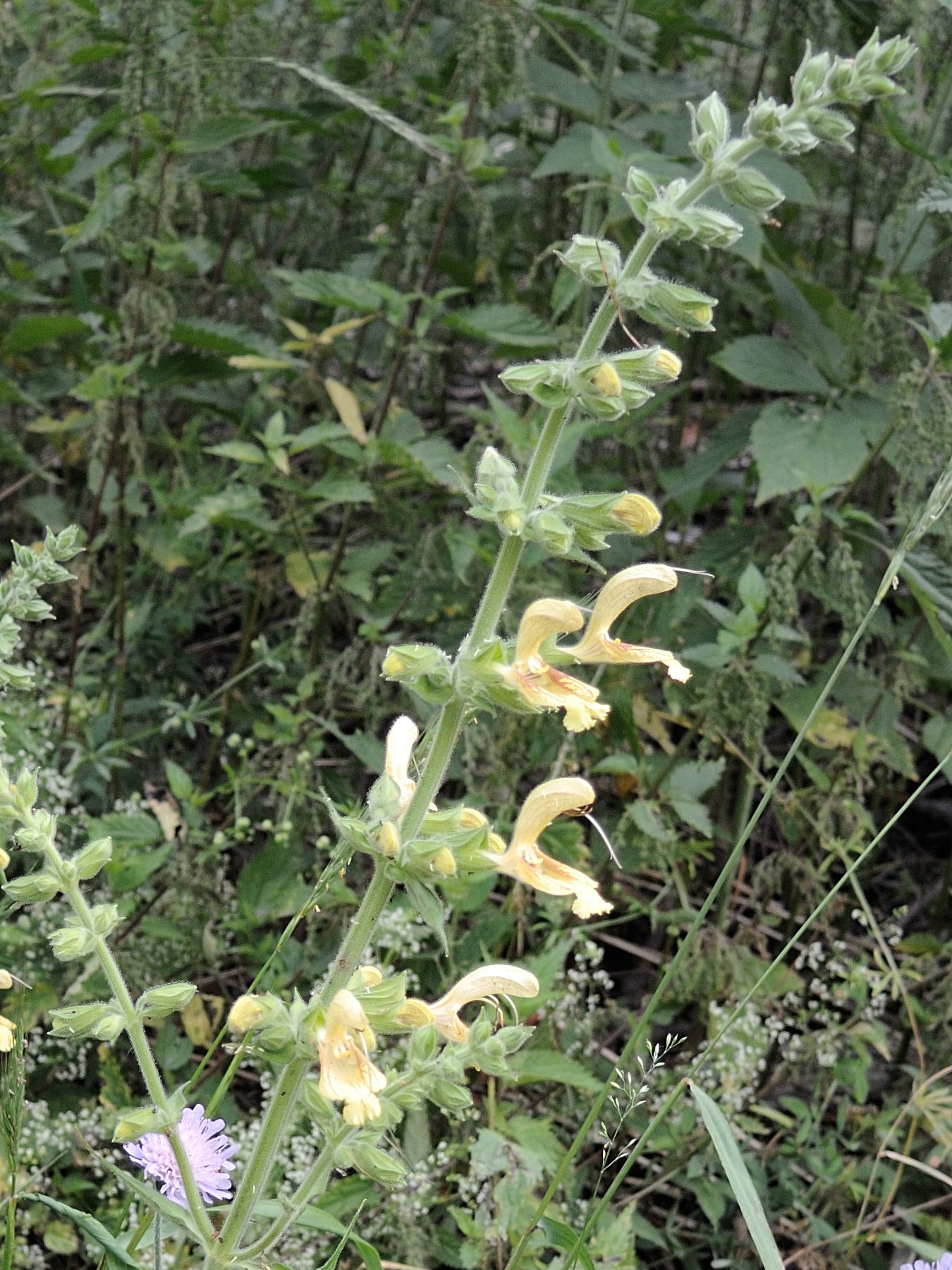 salvia_glutinosa2md