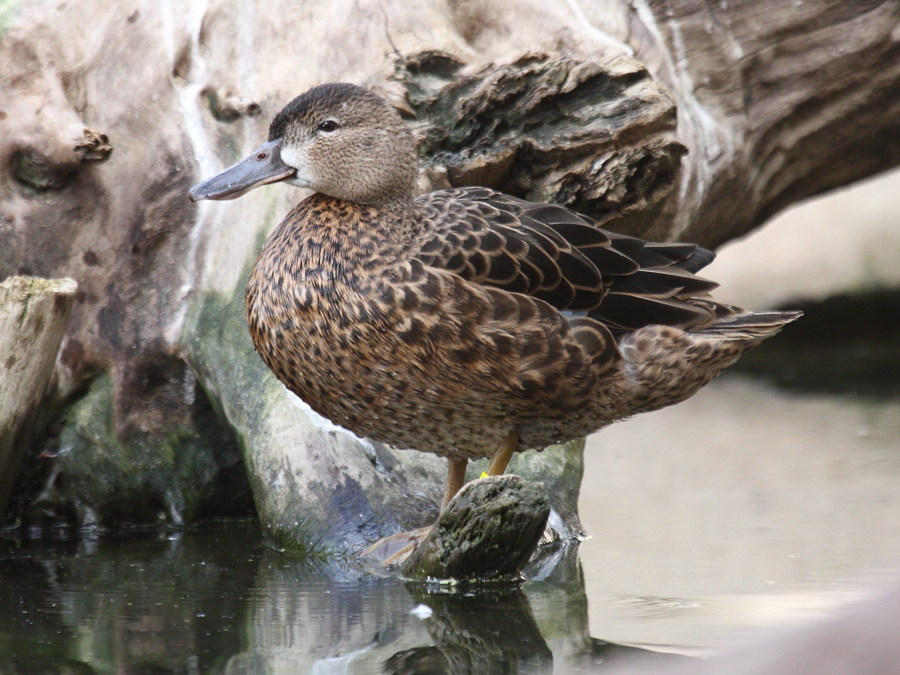 sarcelle_canelle_-_anas_cyanoptera1bd